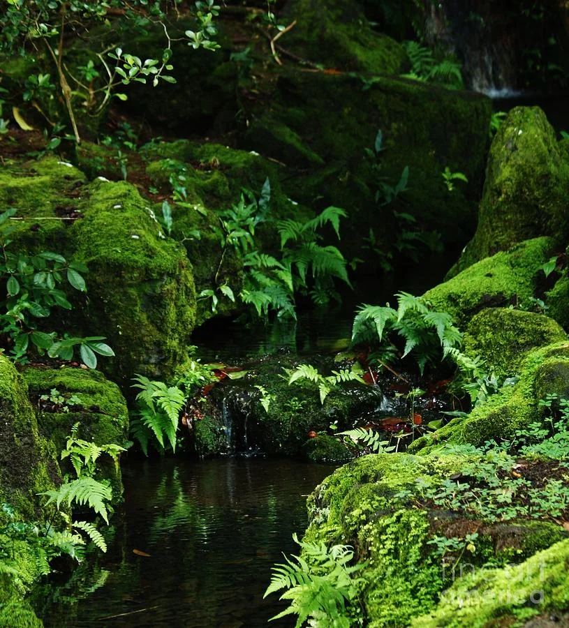 Fern Grotto - 10.jpg