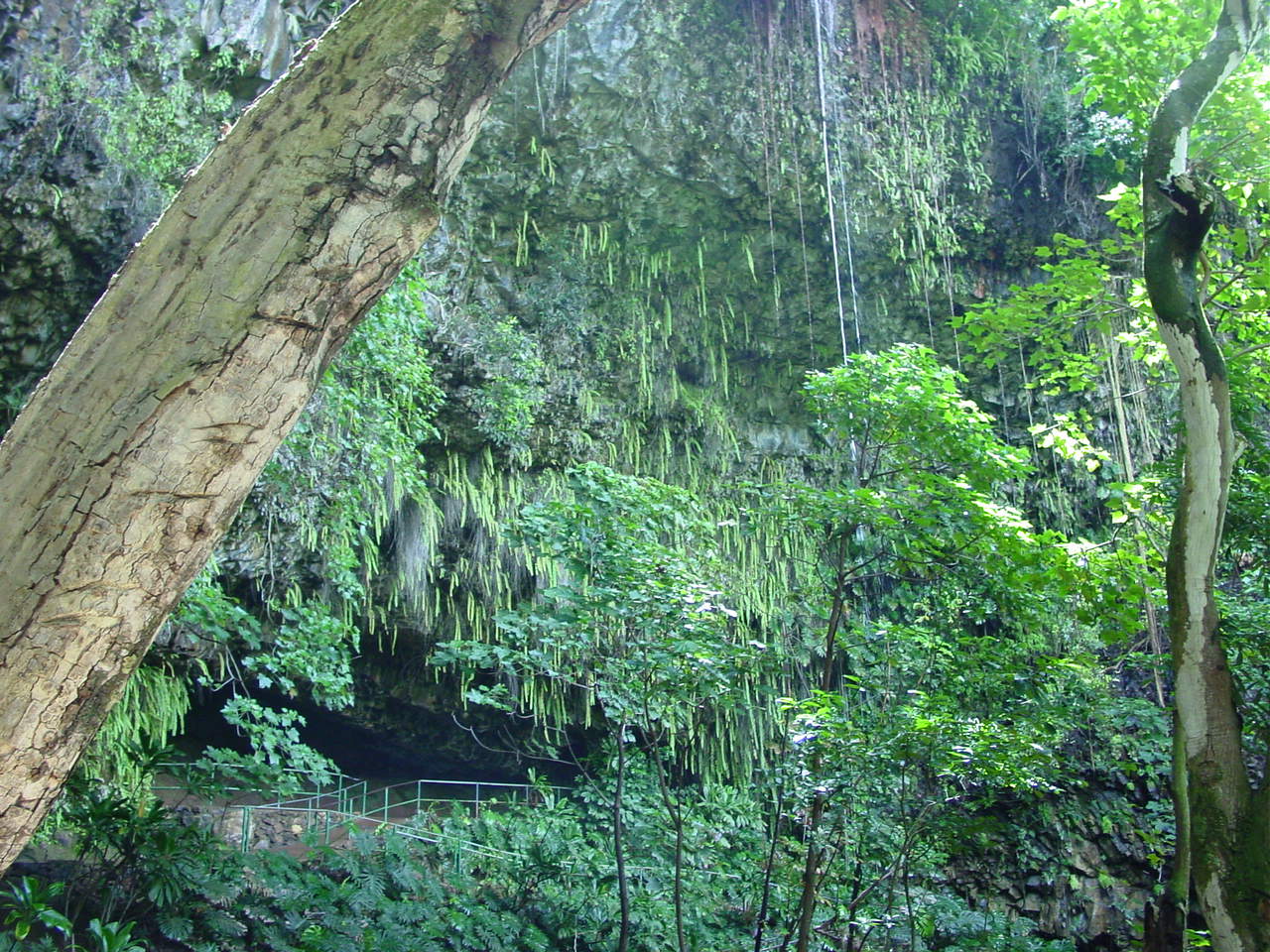 Fern Grotto - 11.jpg