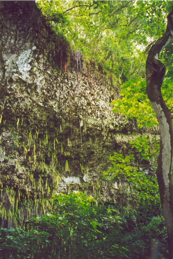 Fern Grotto - 12.jpg