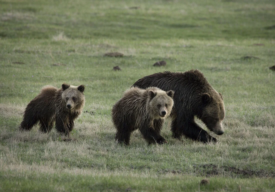 sqbear3.jpg