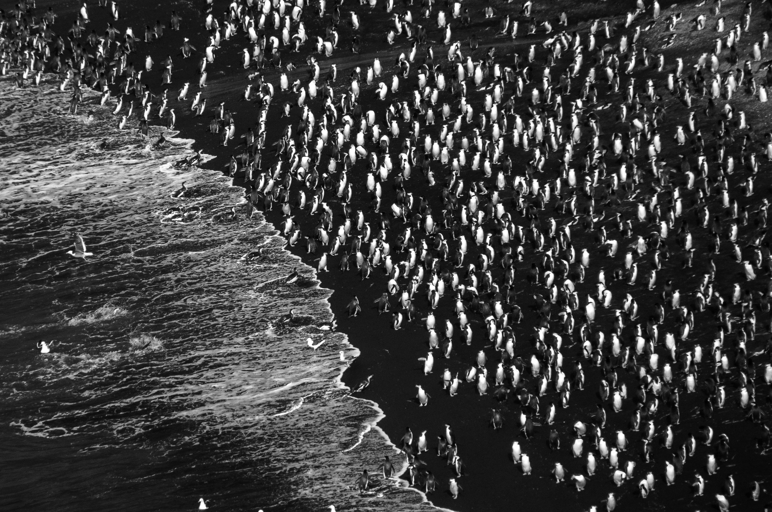 Antarctic Penguins on coast.jpg