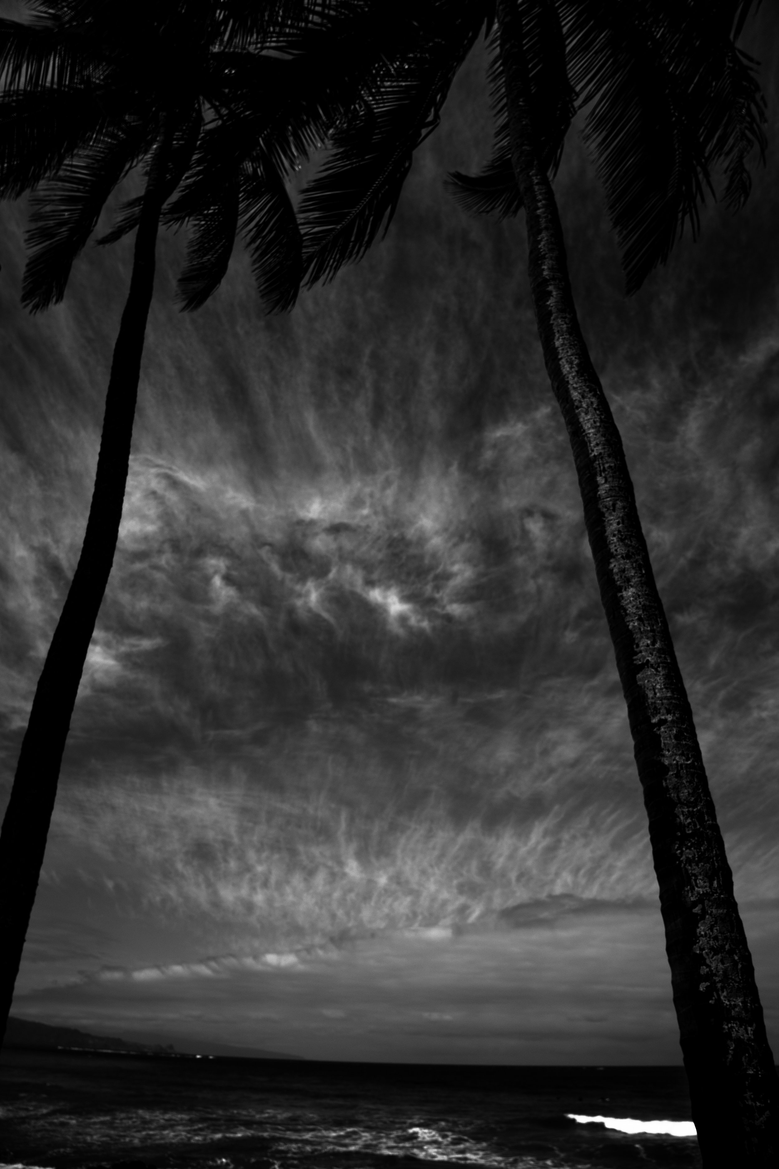 Maui BW Palms.jpg