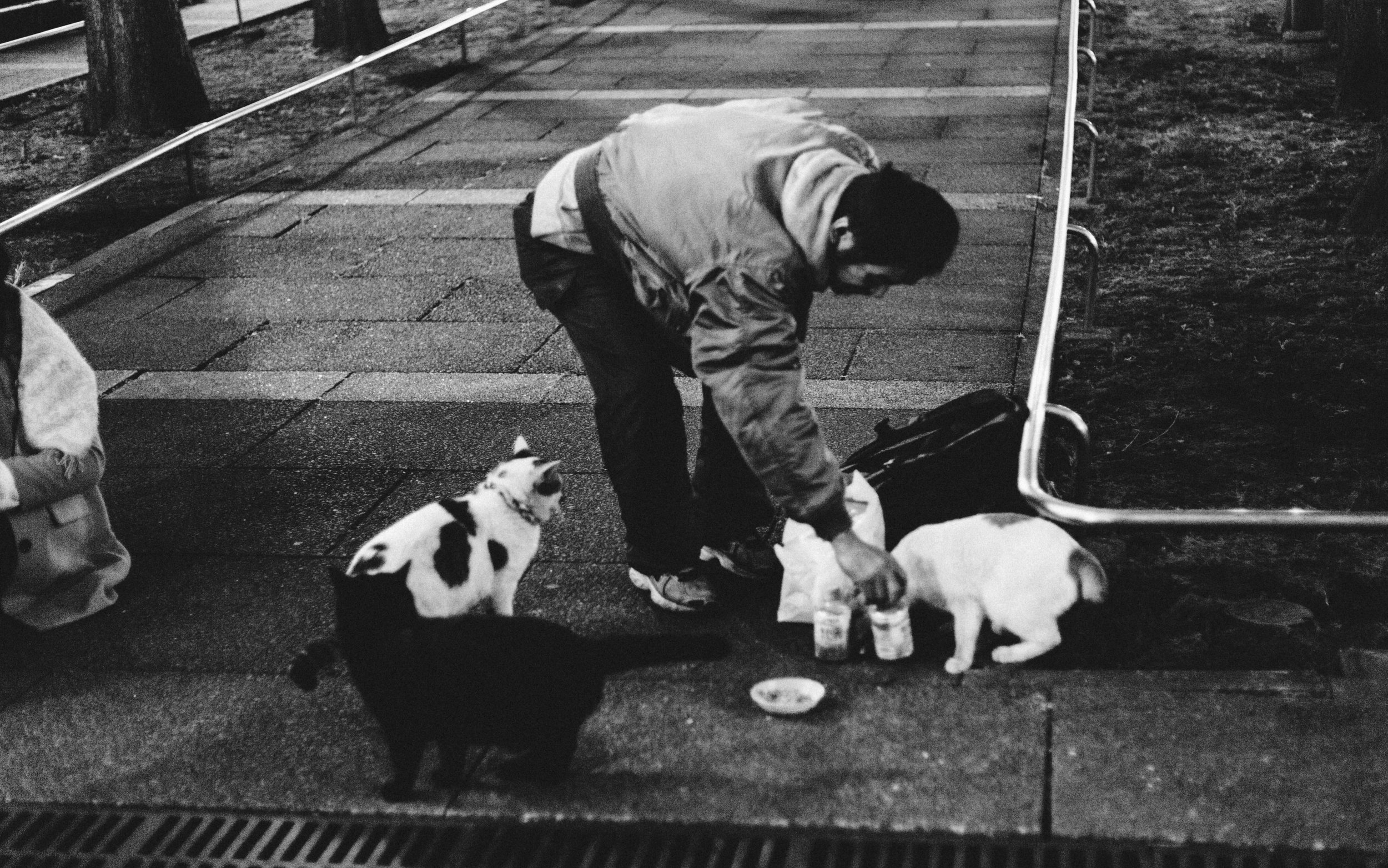 Stray cats also have a higher chance of dying during winter, as compared to summer countries' cats. Average lifespan is around 4-5 years for a cat in Tokyo.