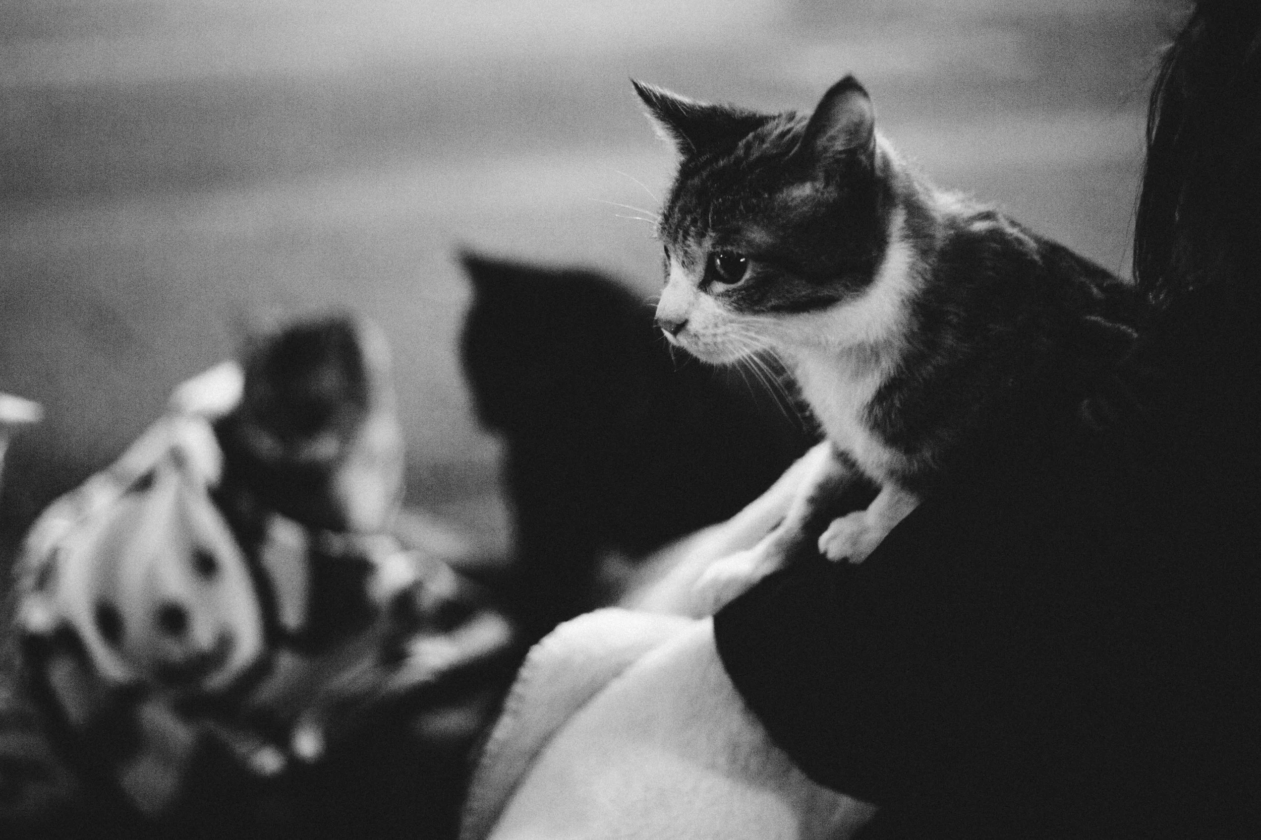 The hugely popular calico of the park, finding warmth in a caretaker's embrace.