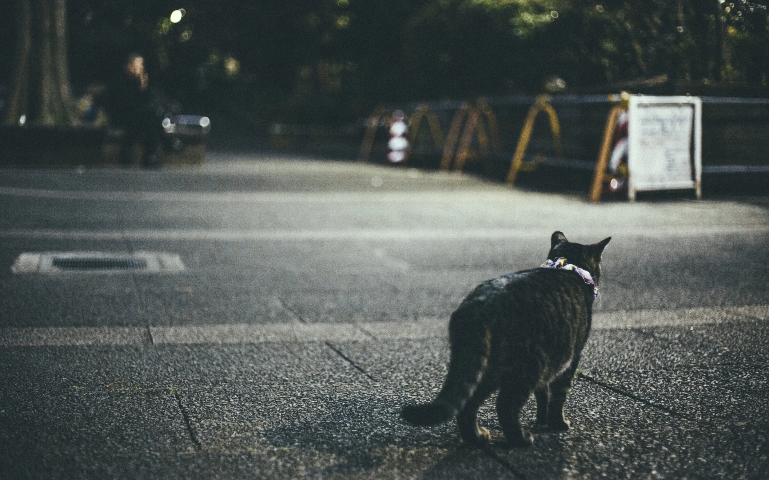 Some of the cats are less affectionate, or maybe they are afraid to offend the cats higher up in the hierarchy.