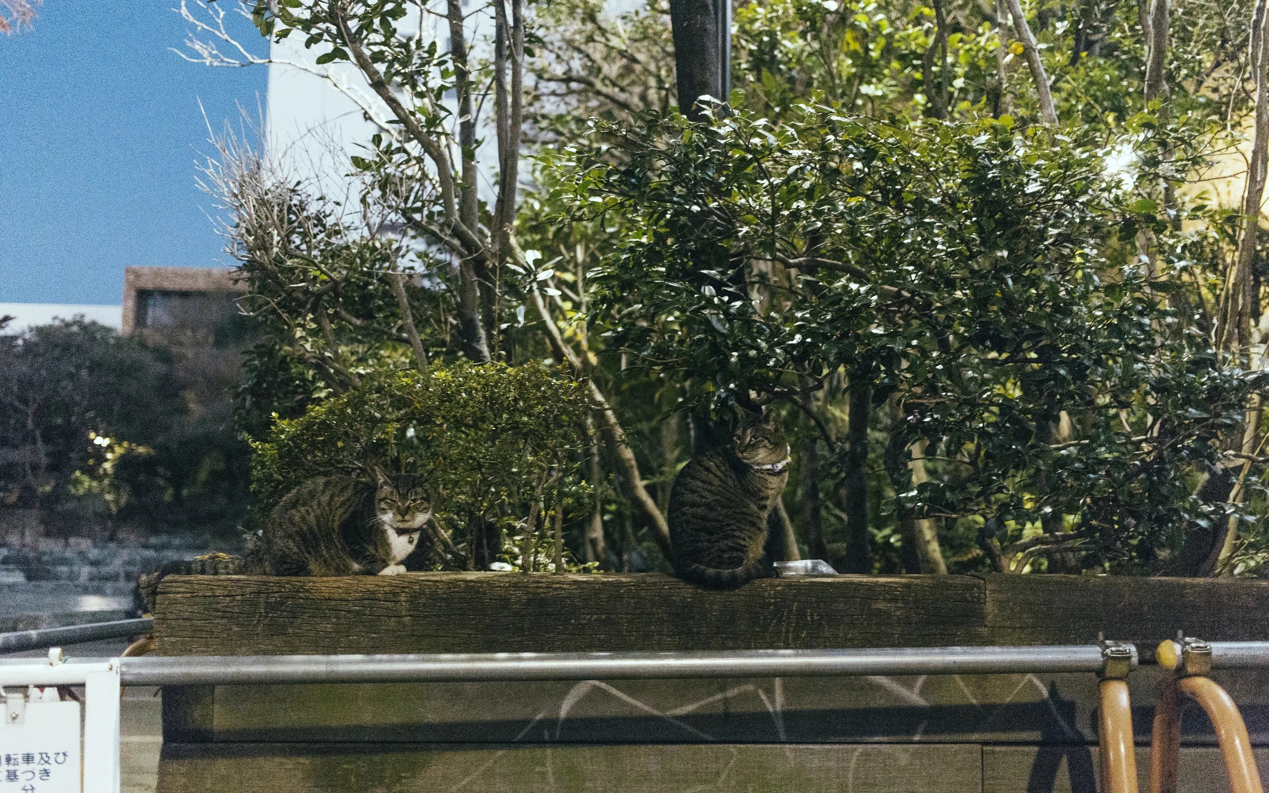 Two tabbies waiting for their turn to eat.