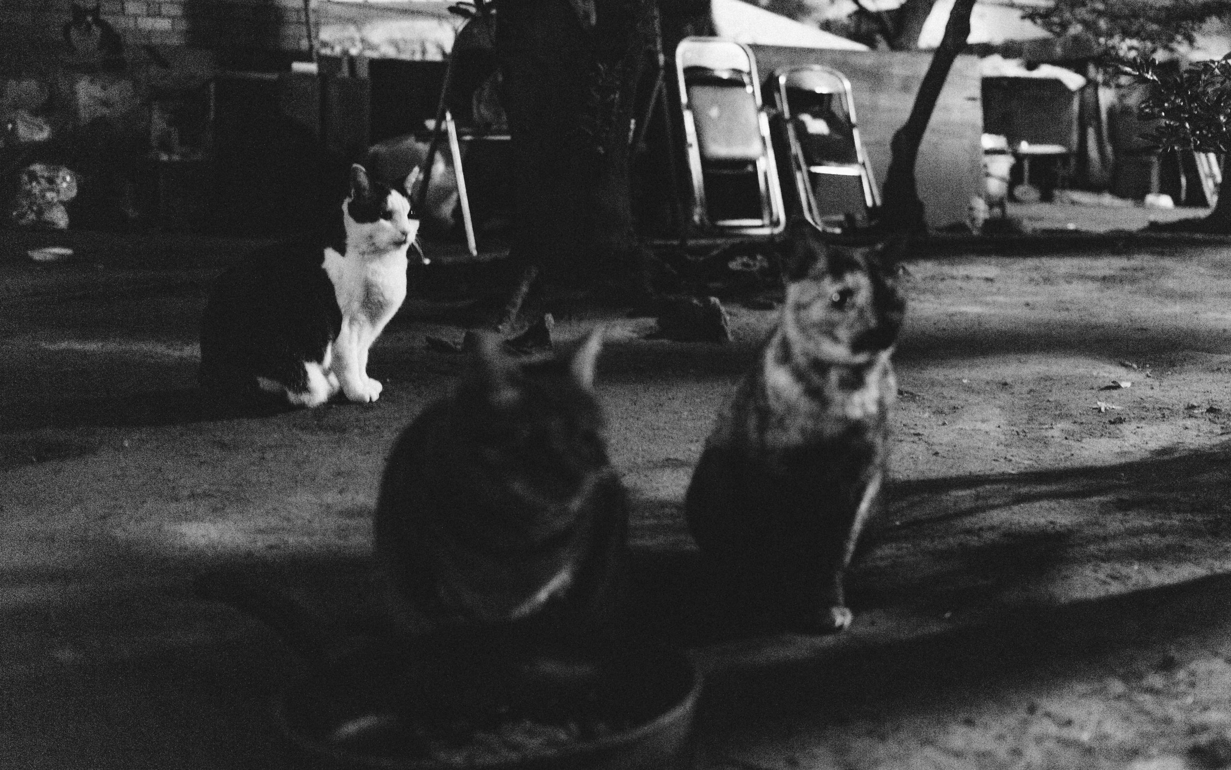 The tension in the cats as we approached closer.