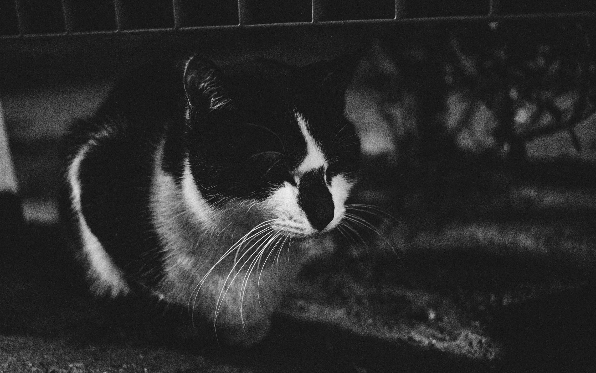After a few treats and patting, he was all friendly afterwards. Cats for you, I guess.