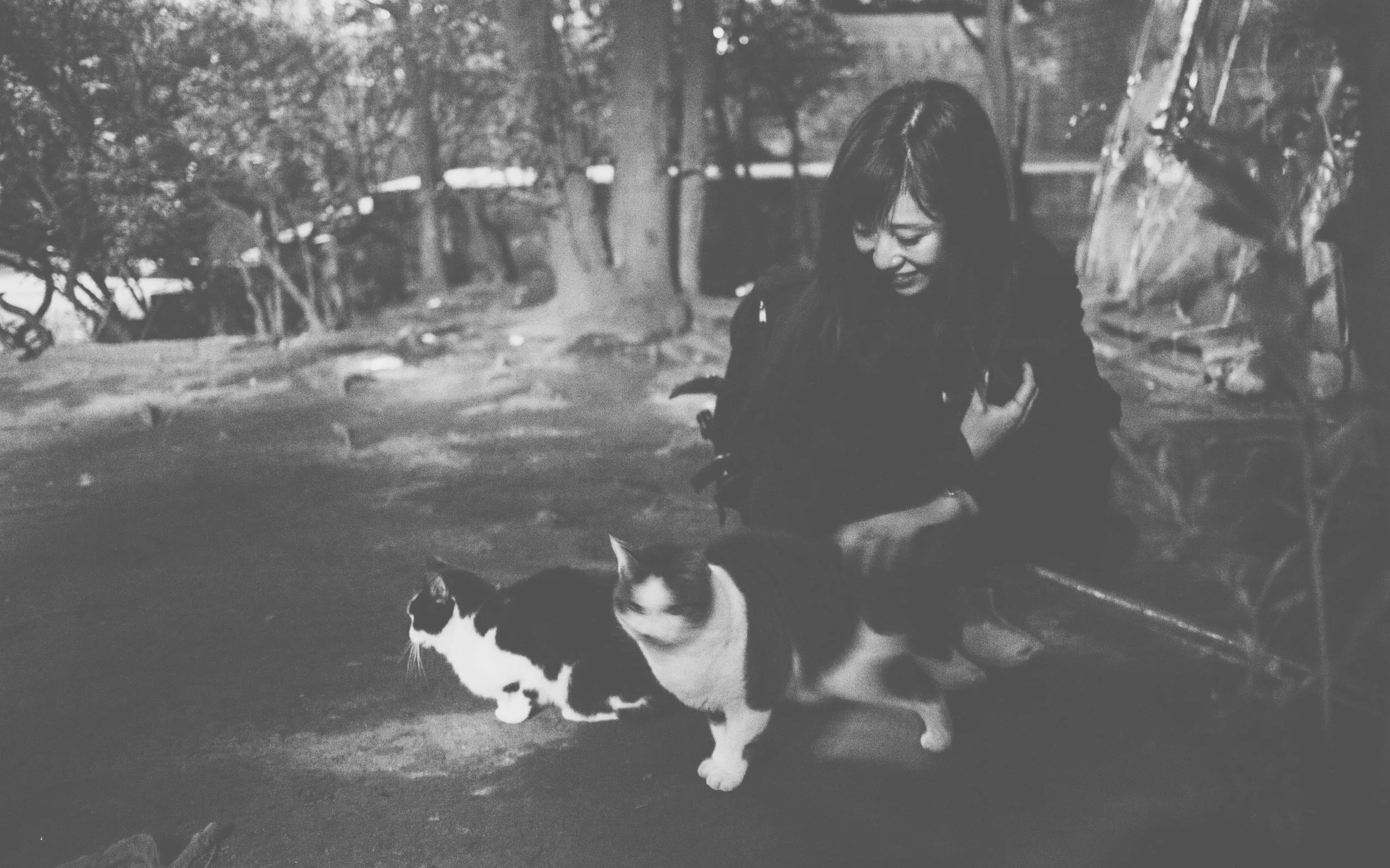 Chiyomi's successful run at taming the guard cats.