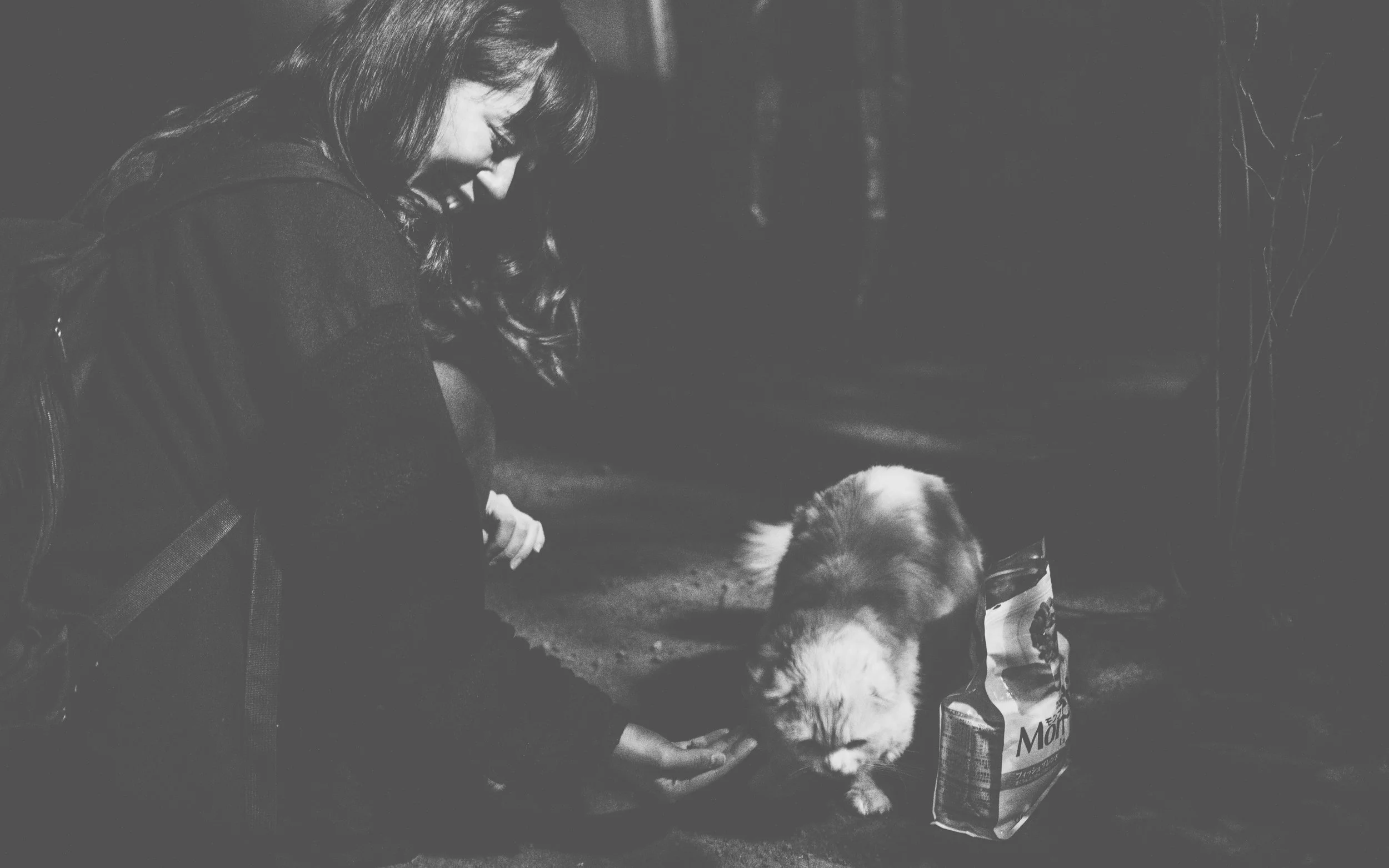 Ojii-san said, this cat had a lot of emotional scars of being abandoned. It was crying and afraid of everything the first time it appeared.