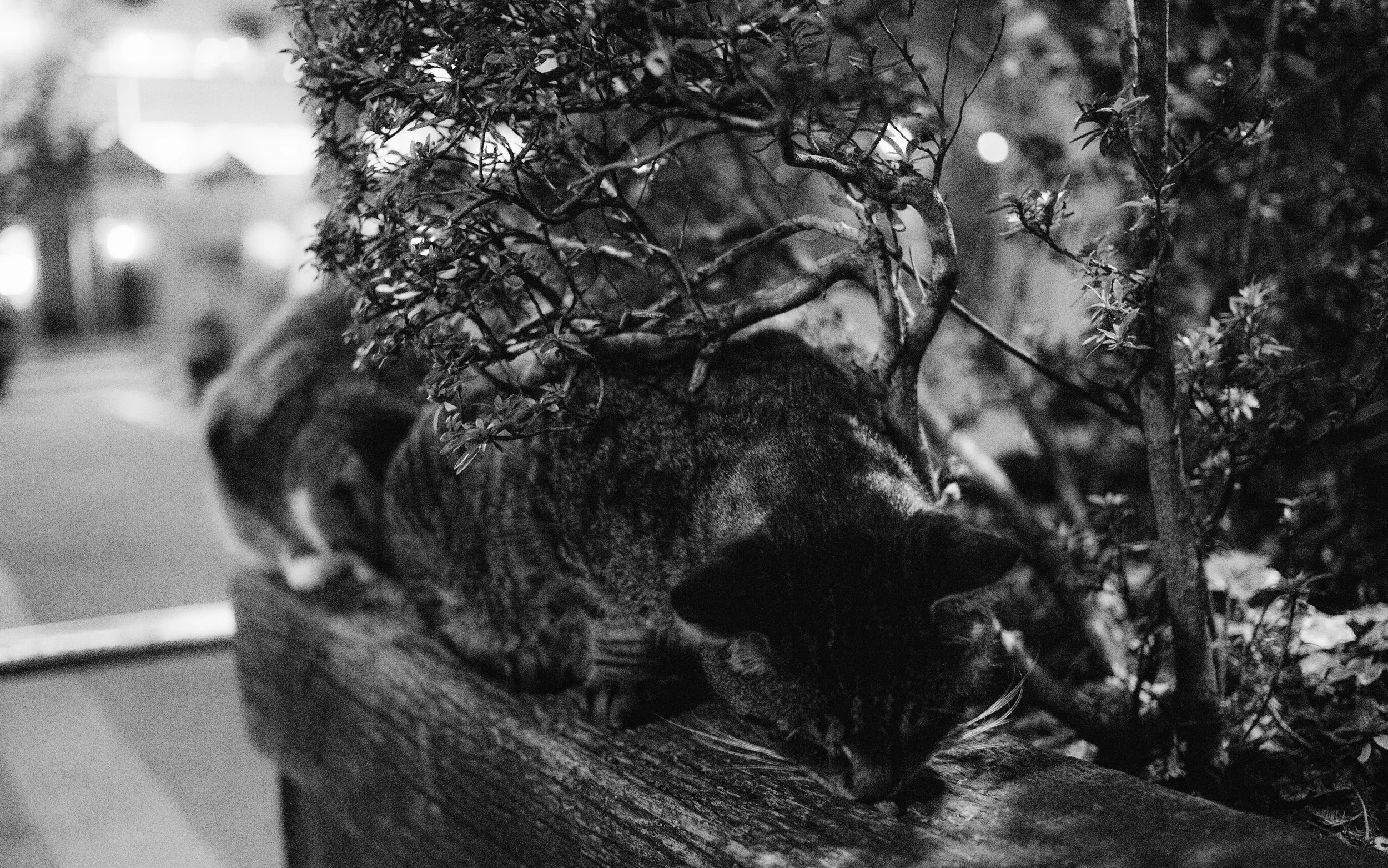 Tabbies munching on dry food left behind after caretakers' departure.