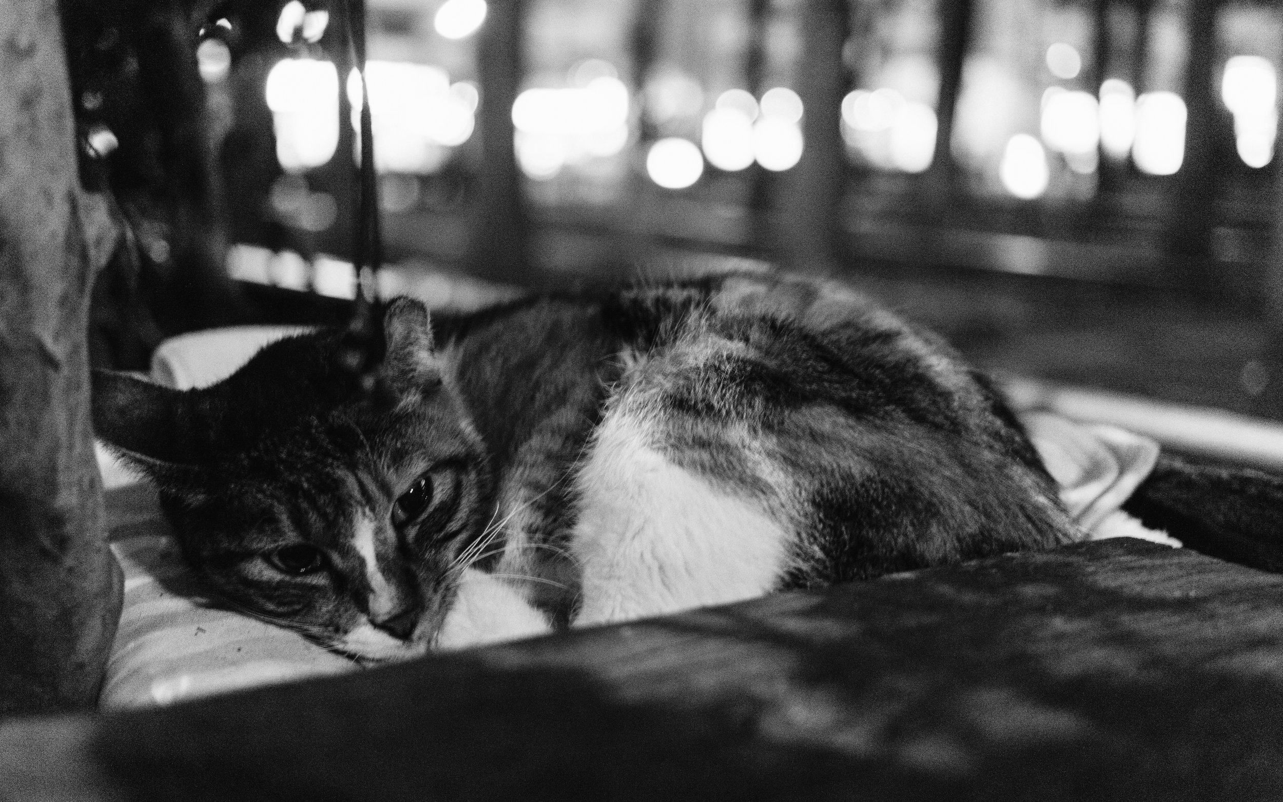 The cats are at their most vulnerable after their caretakers leave, as sometimes the extreme winter nights can freeze them to death with no warm place to run to.
