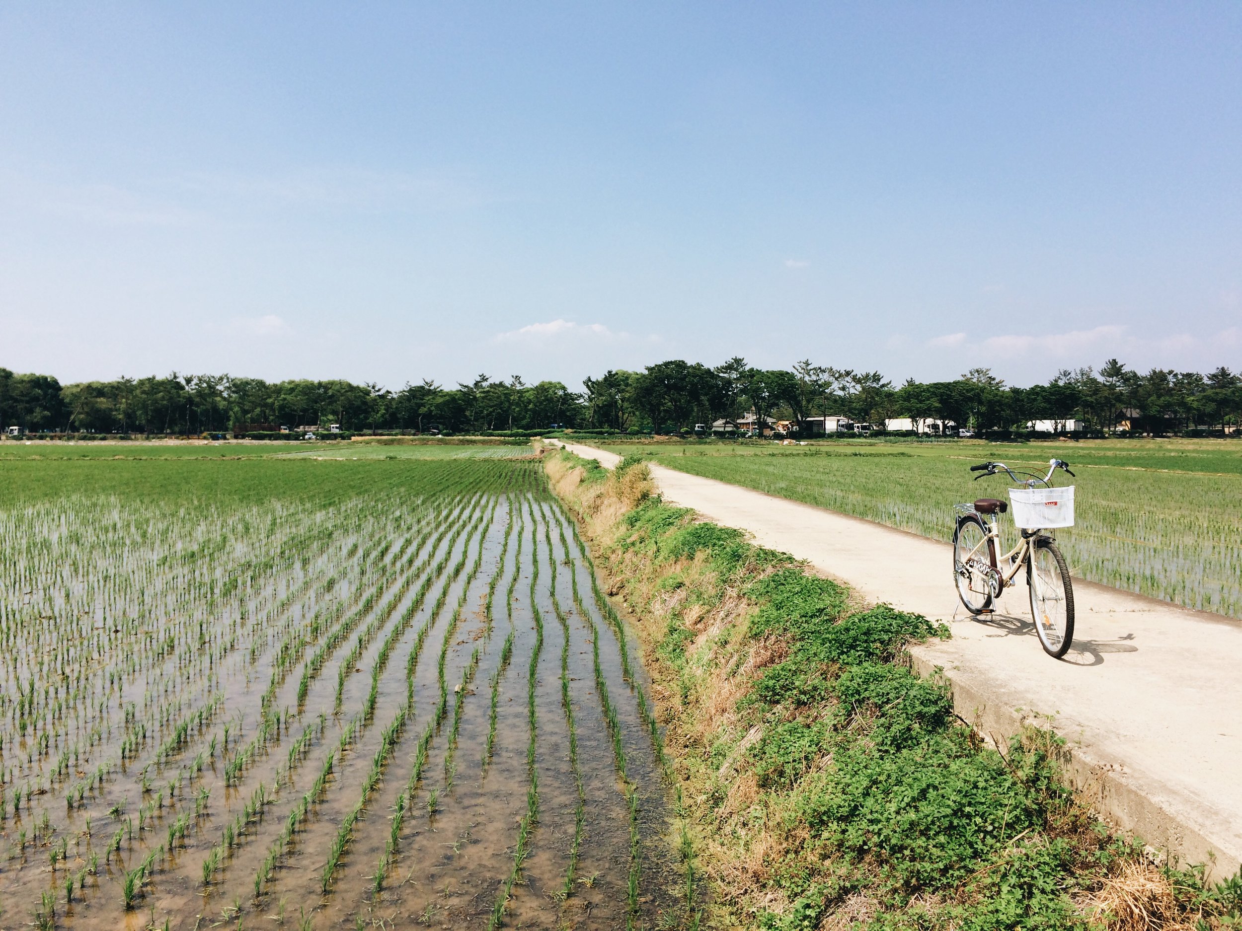 Gyeongju, Korea, 2016.