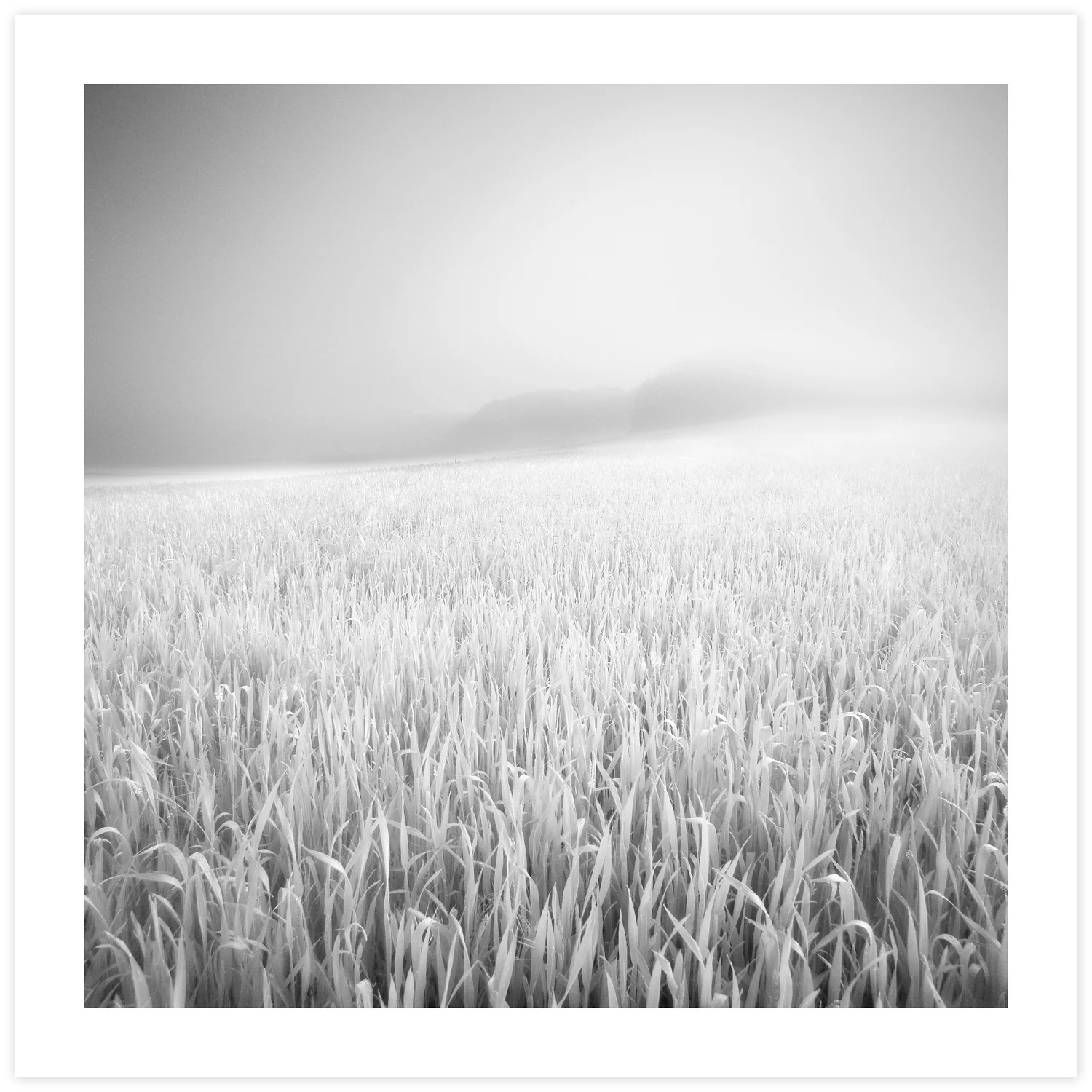 May Mist