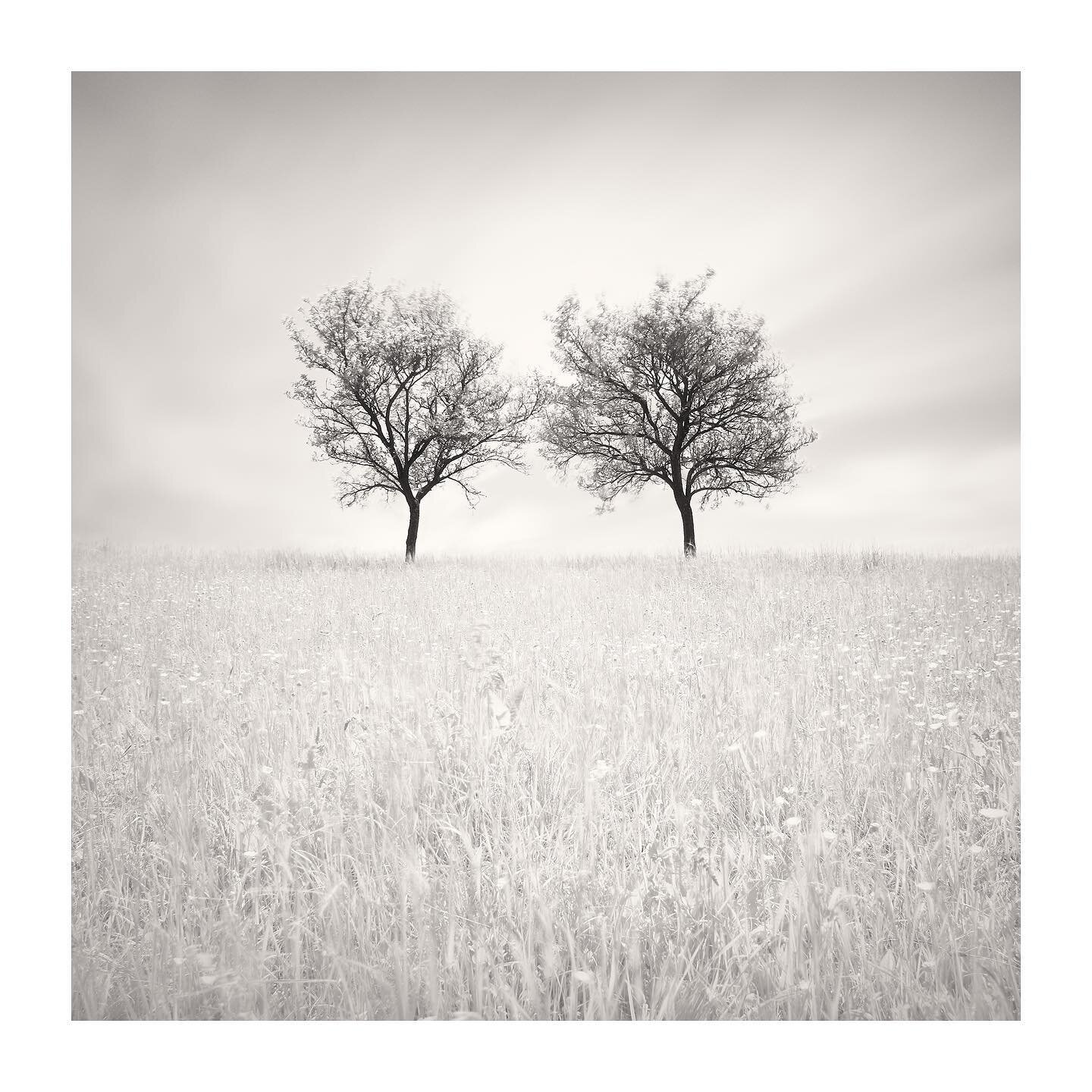 Le Pacte
New Edit

#infraredphotography #infrared_images #ir720 #infrarouge
#bnwminimalismmag #bnw #blackandwhitephotography #landscapephotography #artphotography #slowphotography #fineartphotography #longexposure #inspiredbynature #bnw_artstyle #min