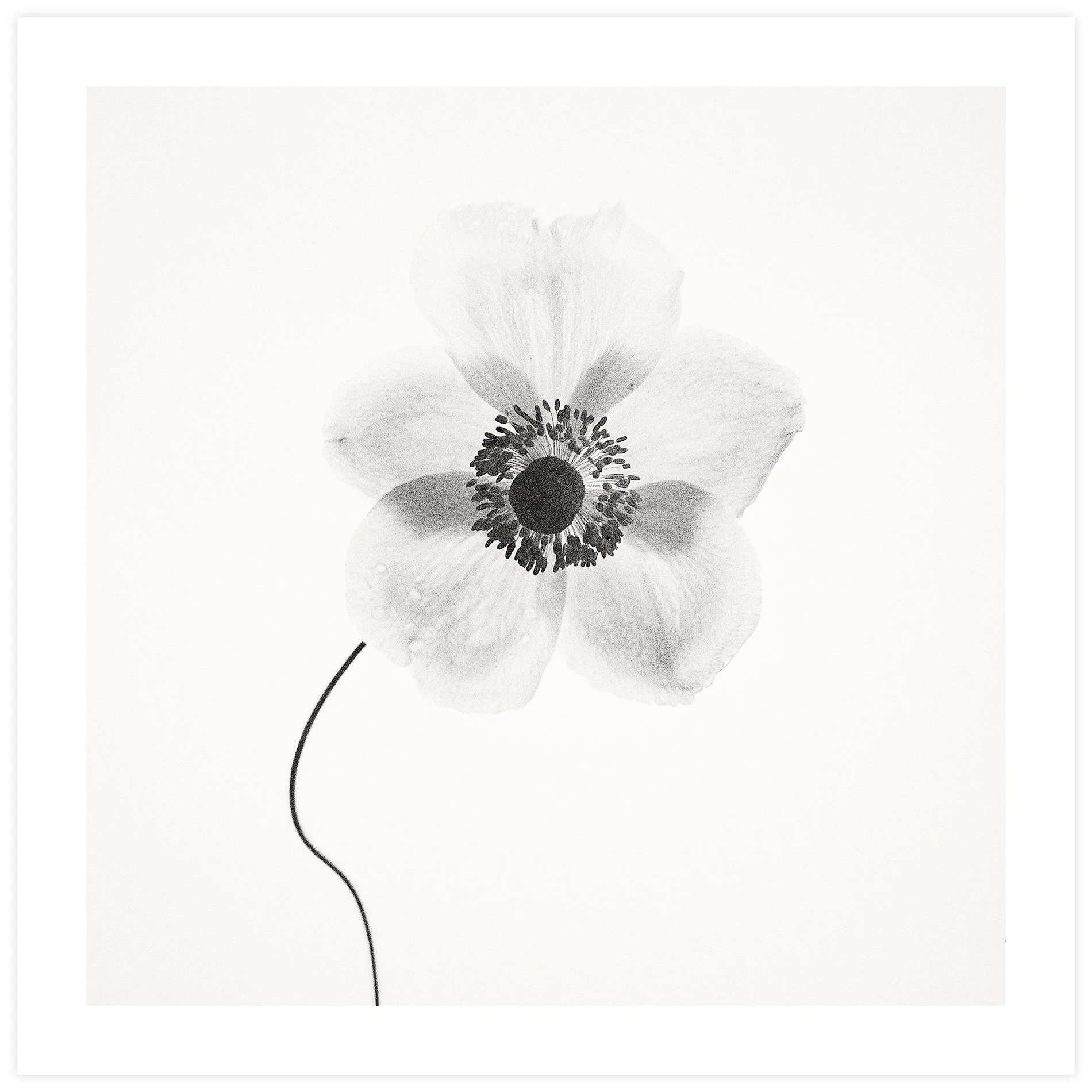 Anemone