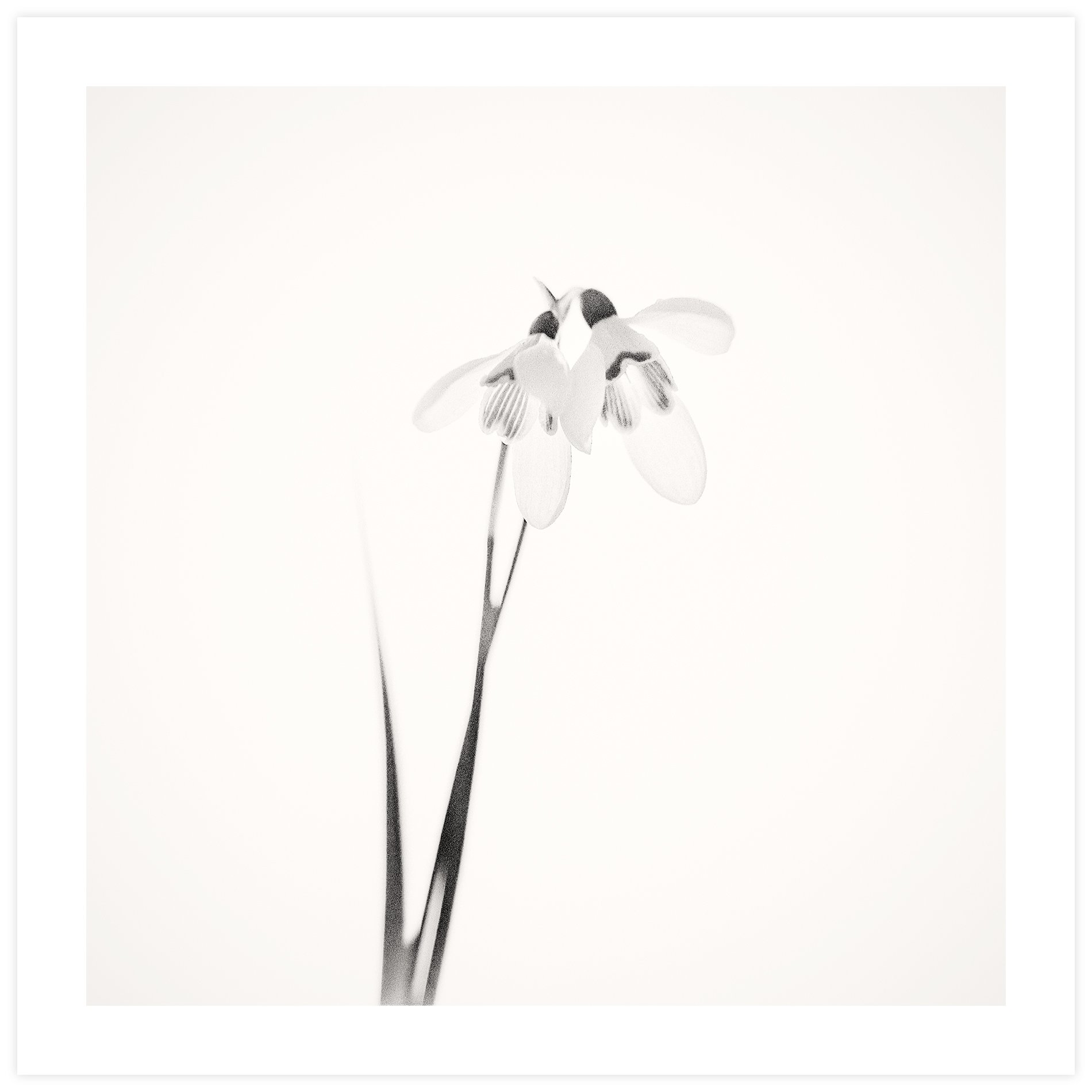 Galanthus #2
