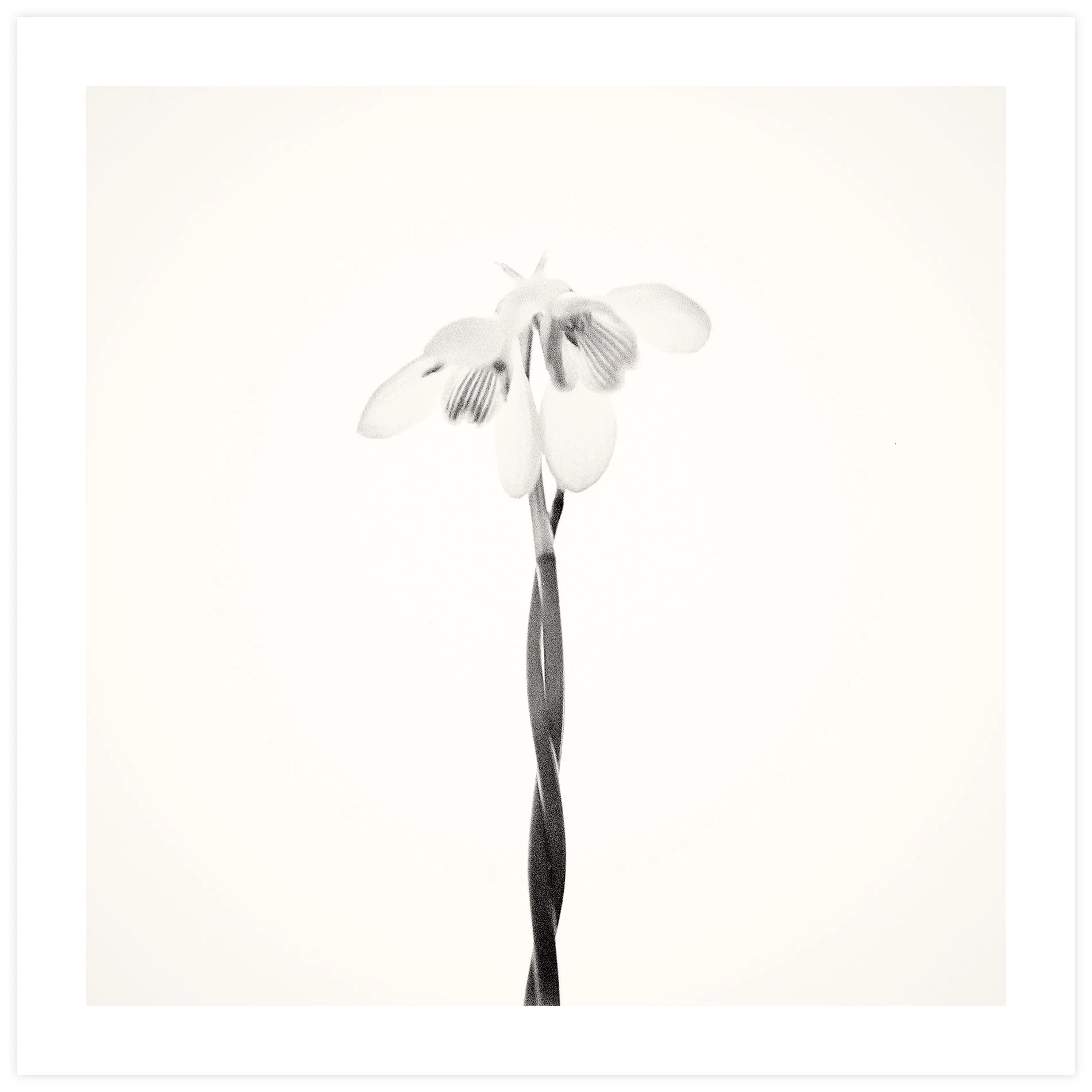 Galanthus #3