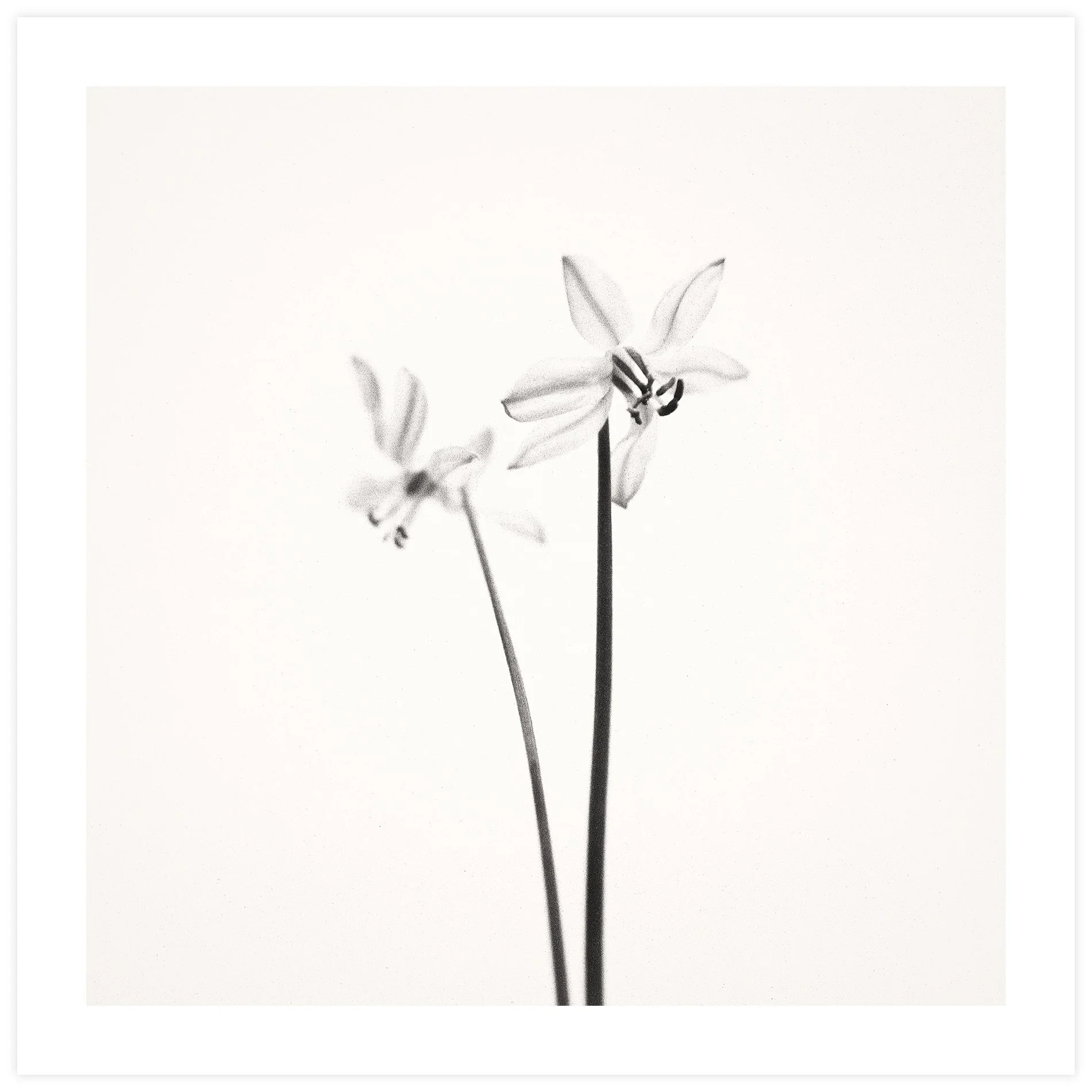 Scilla