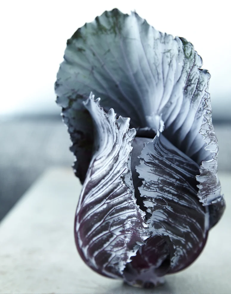 Cabbage_RJS.jpg