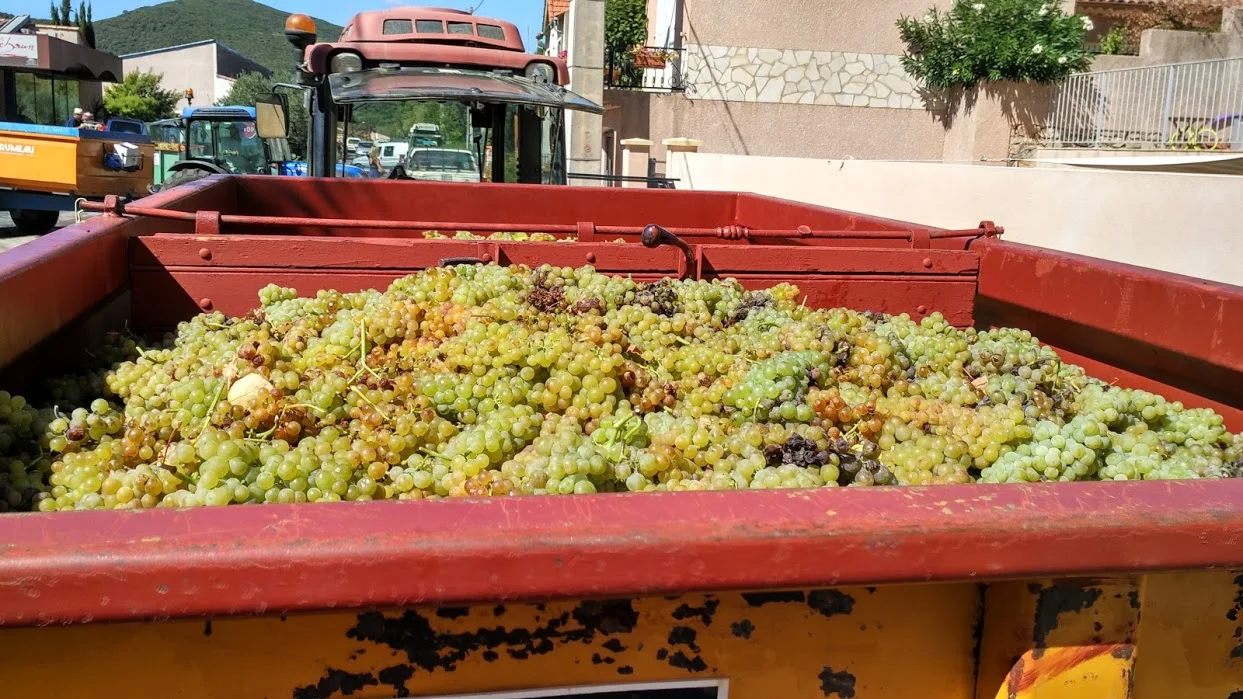 Harvest grapes