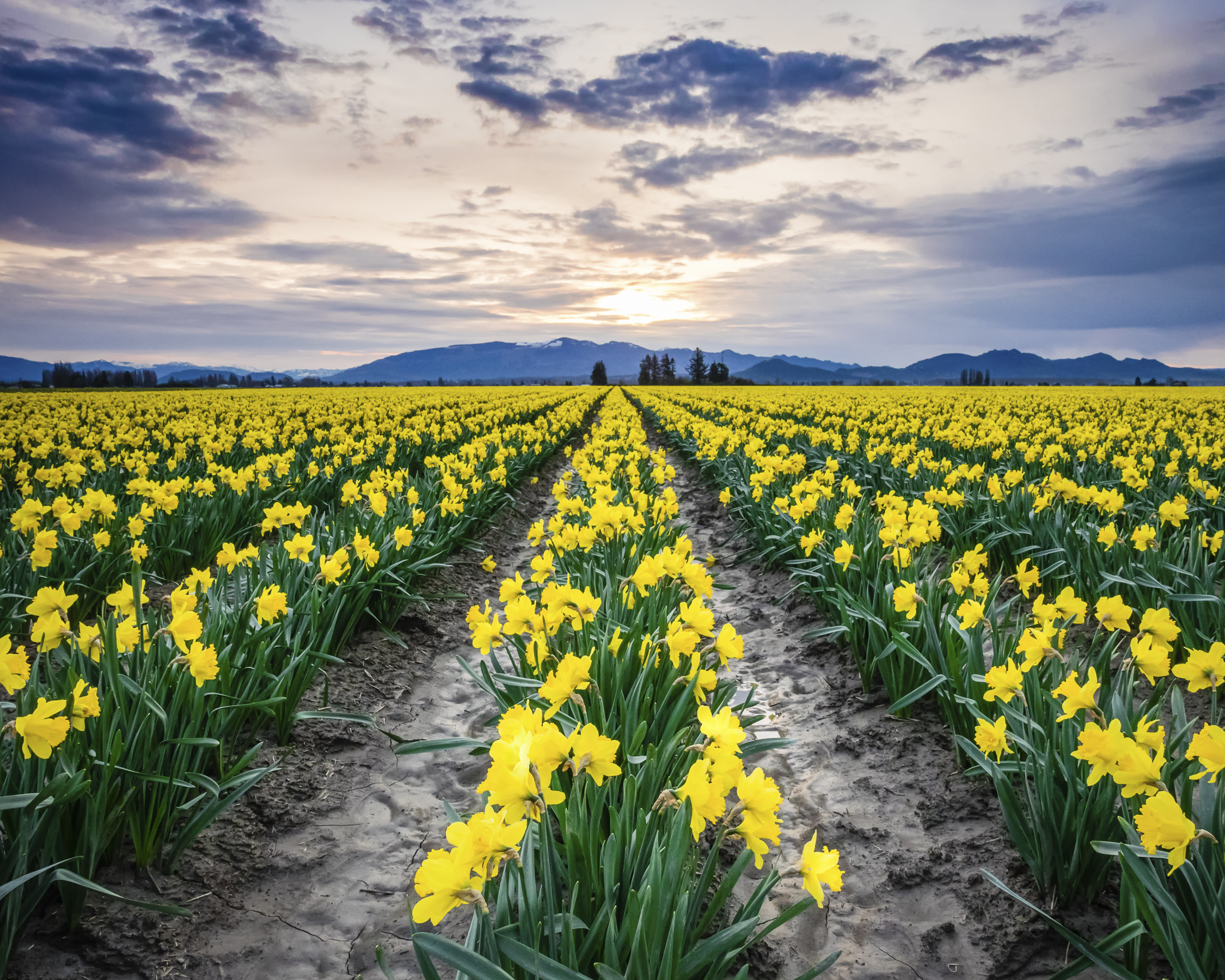 Daffodil Field.jpg