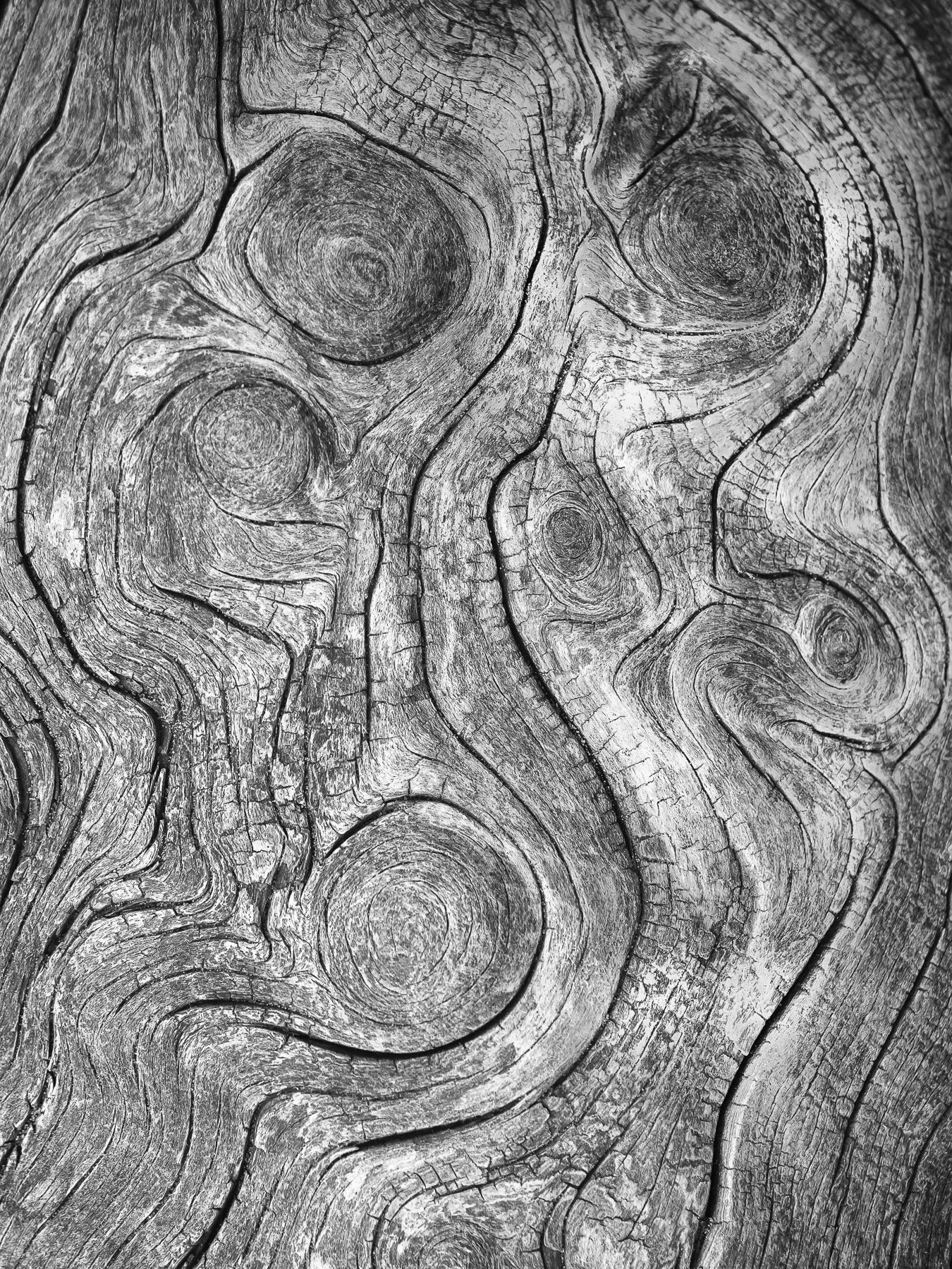 Driftwood Abstract-wp.jpg