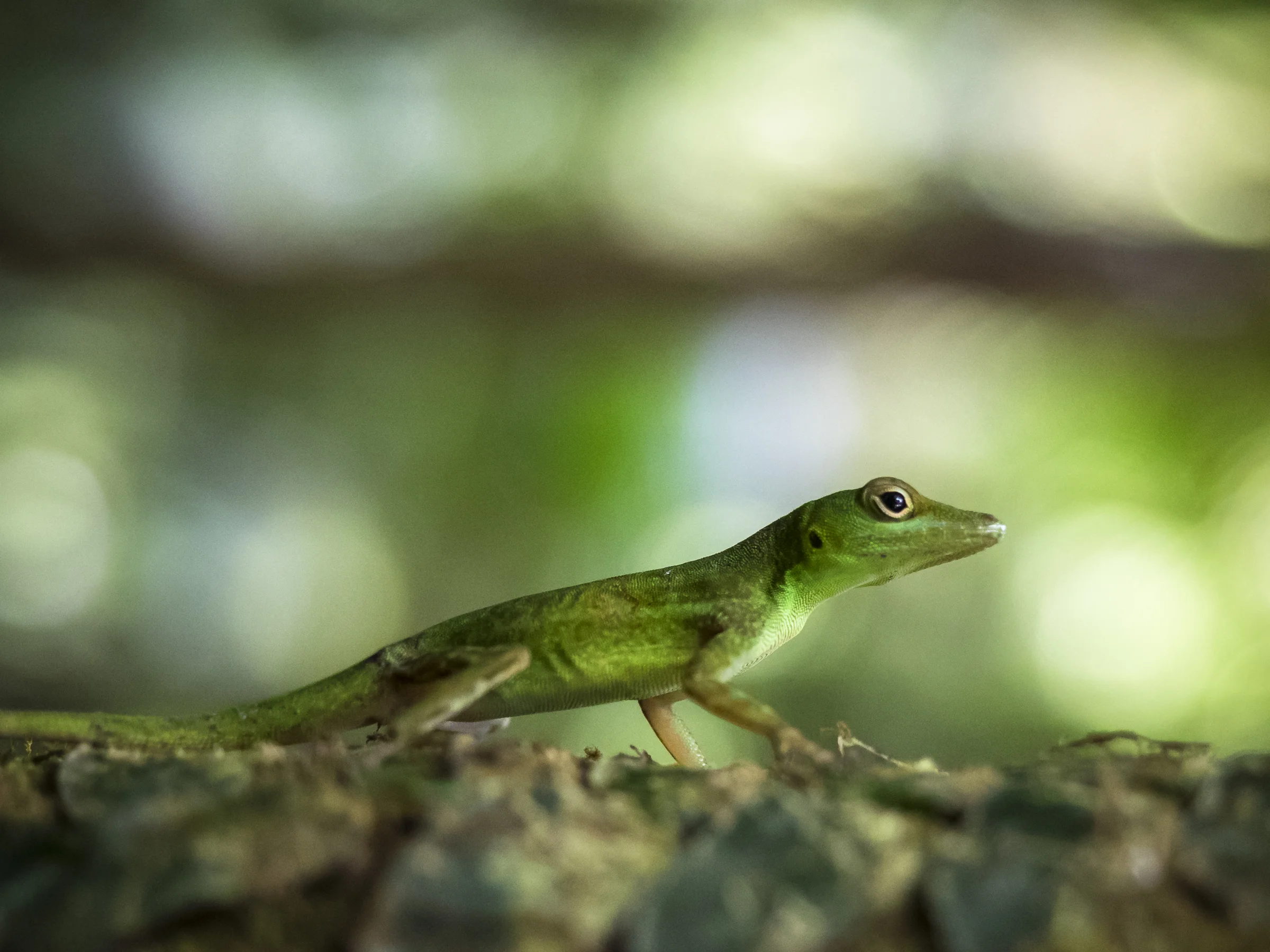 Emerald Anole-wp.jpg