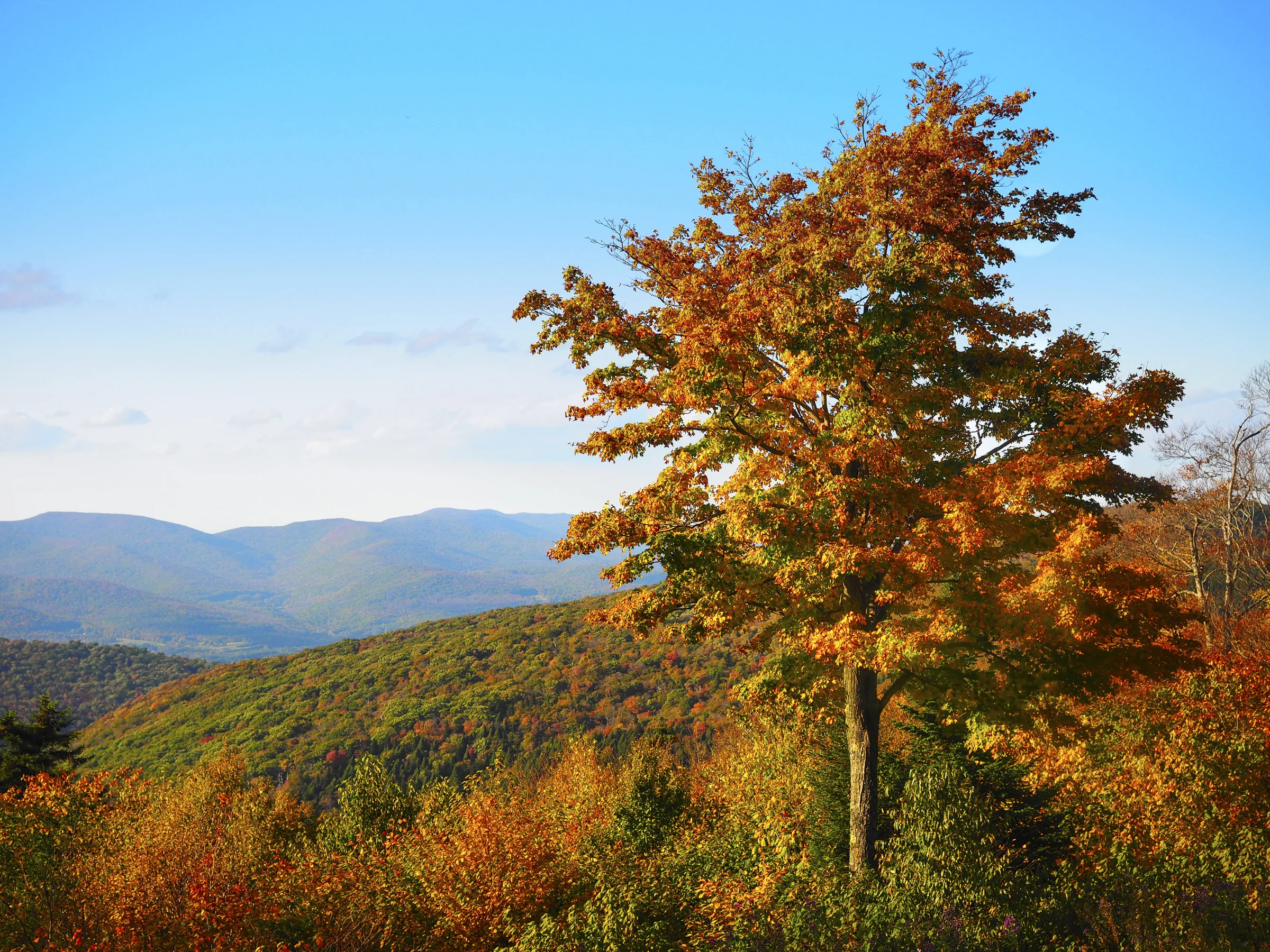 Fall on Mt. Greylock.jpg
