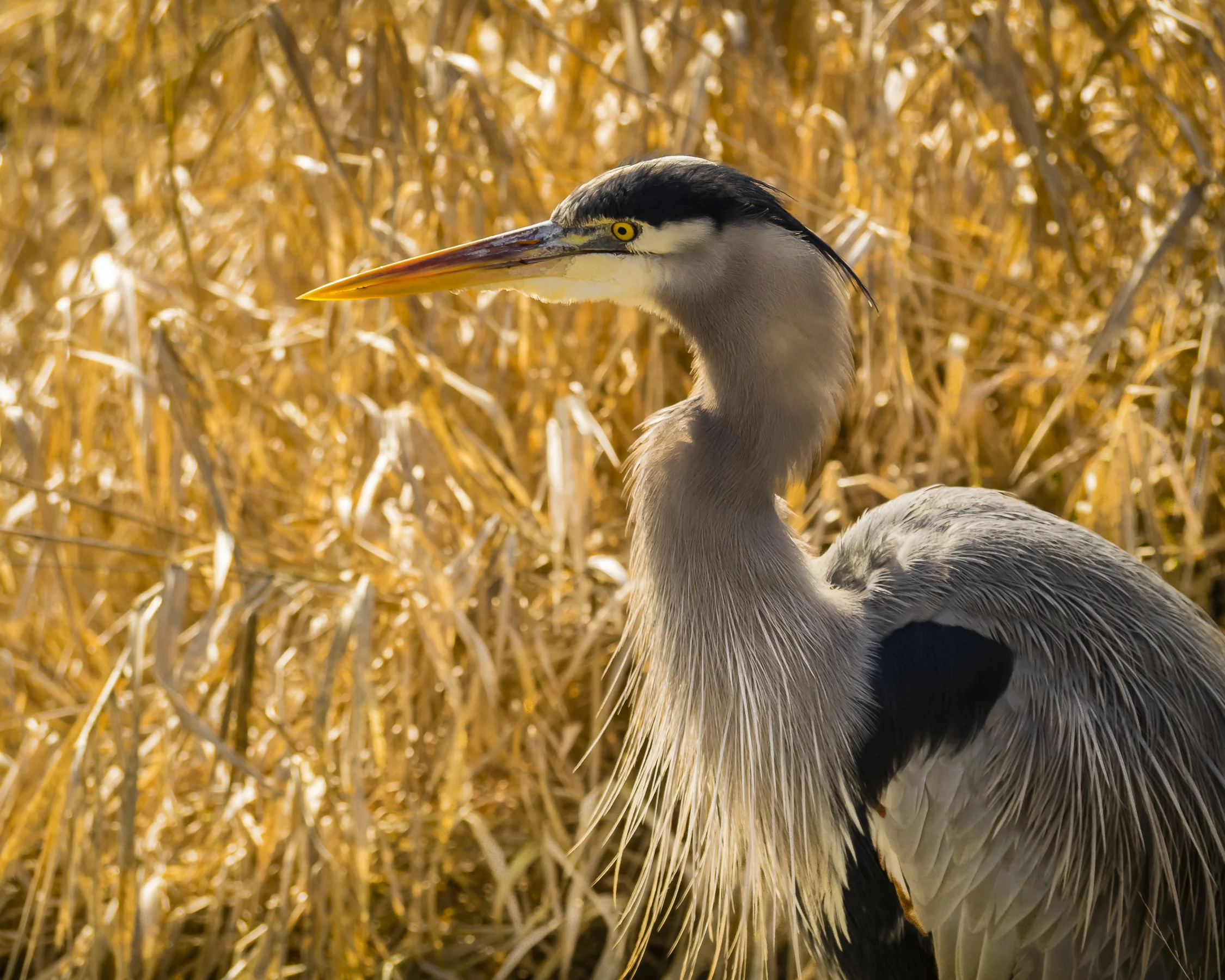 Great Blue Heron-wp.jpg