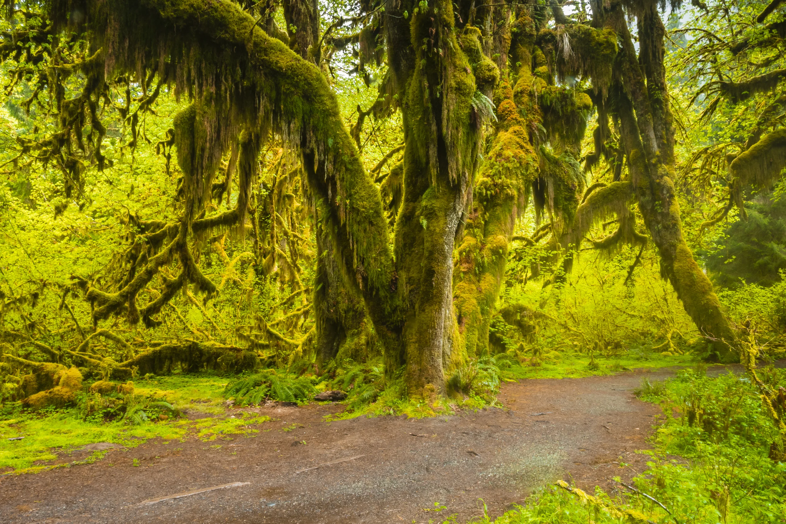 Hall of Mosses-wp.jpg