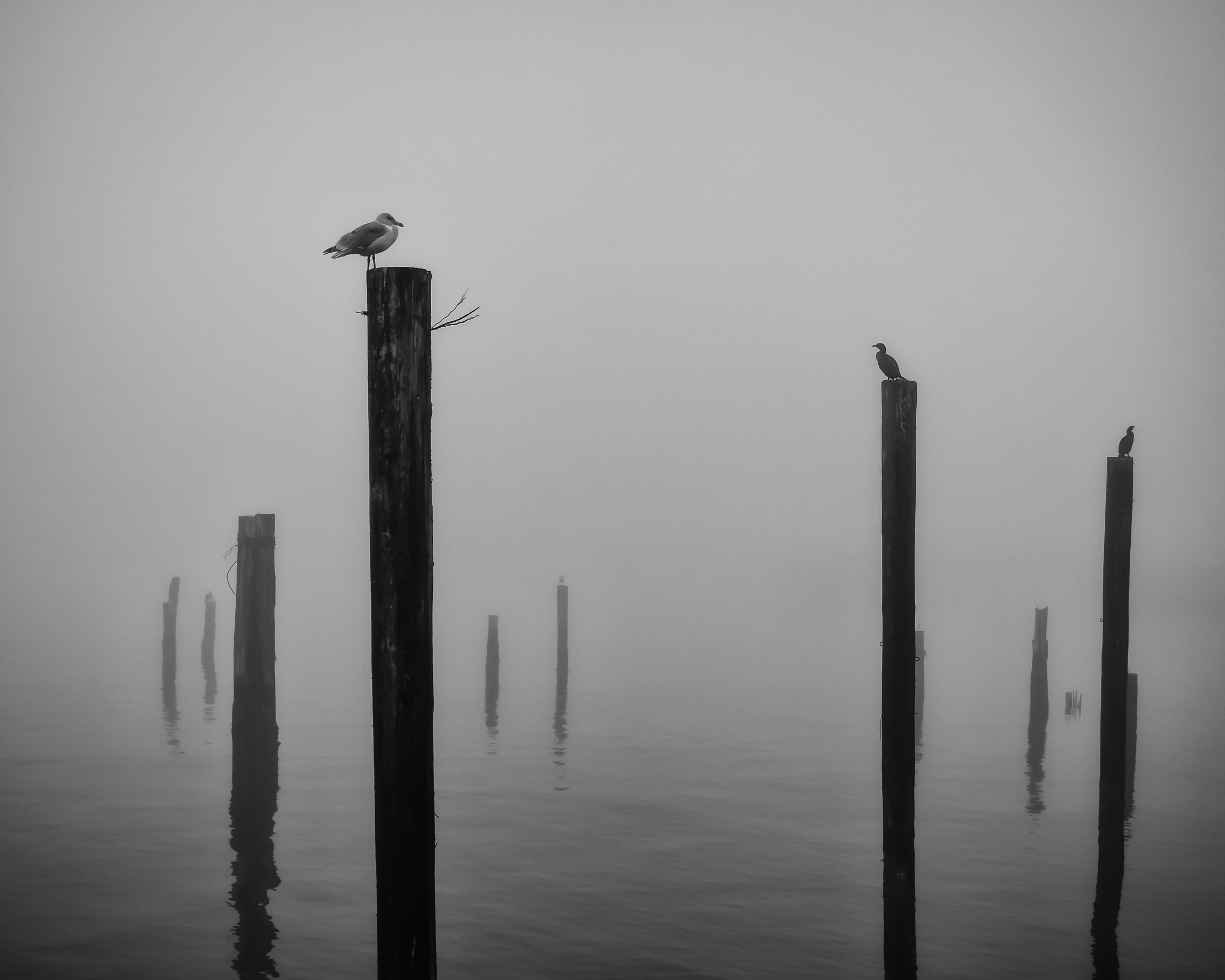Pilings in the Fog-wp.jpg