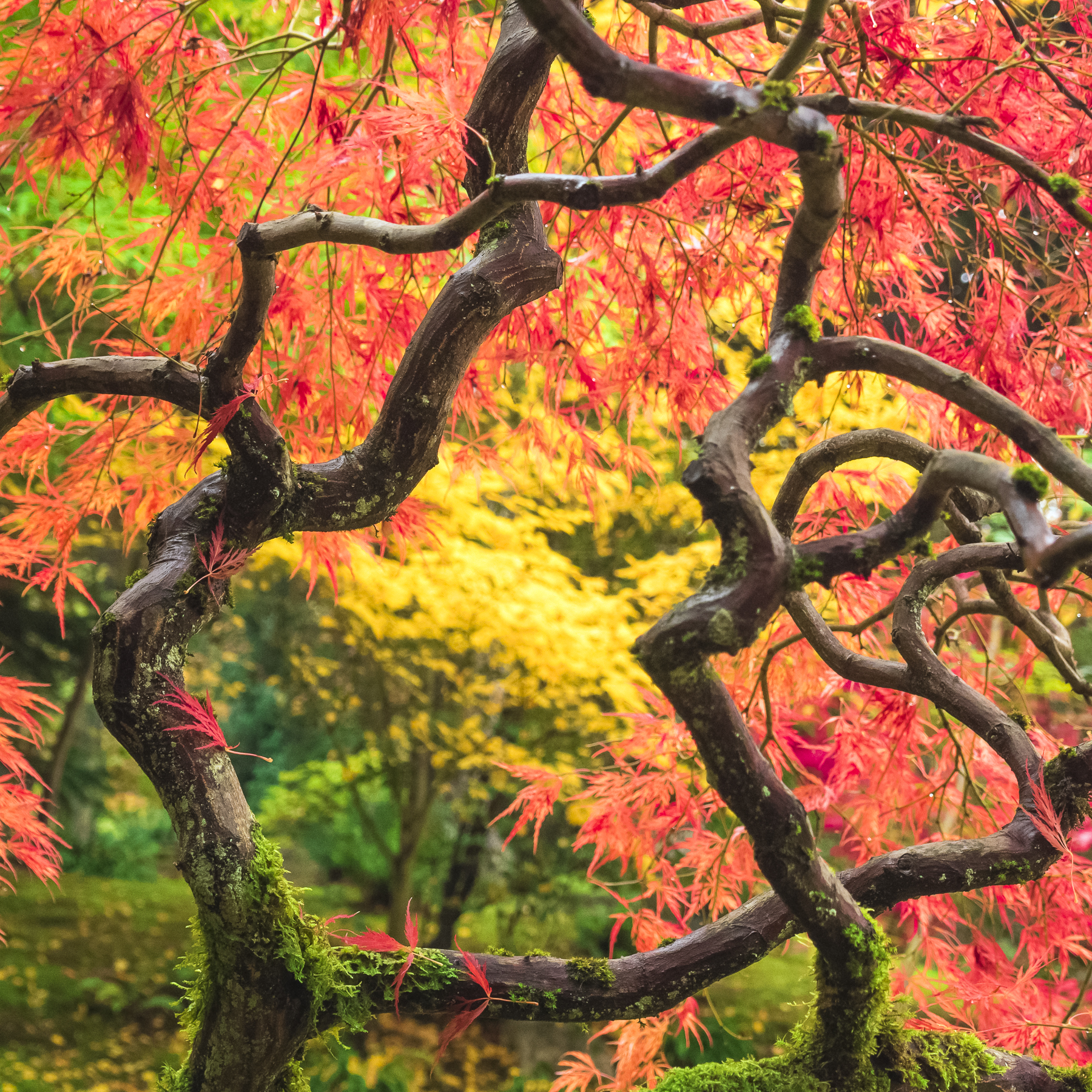 Twisted Maple-wp.jpg