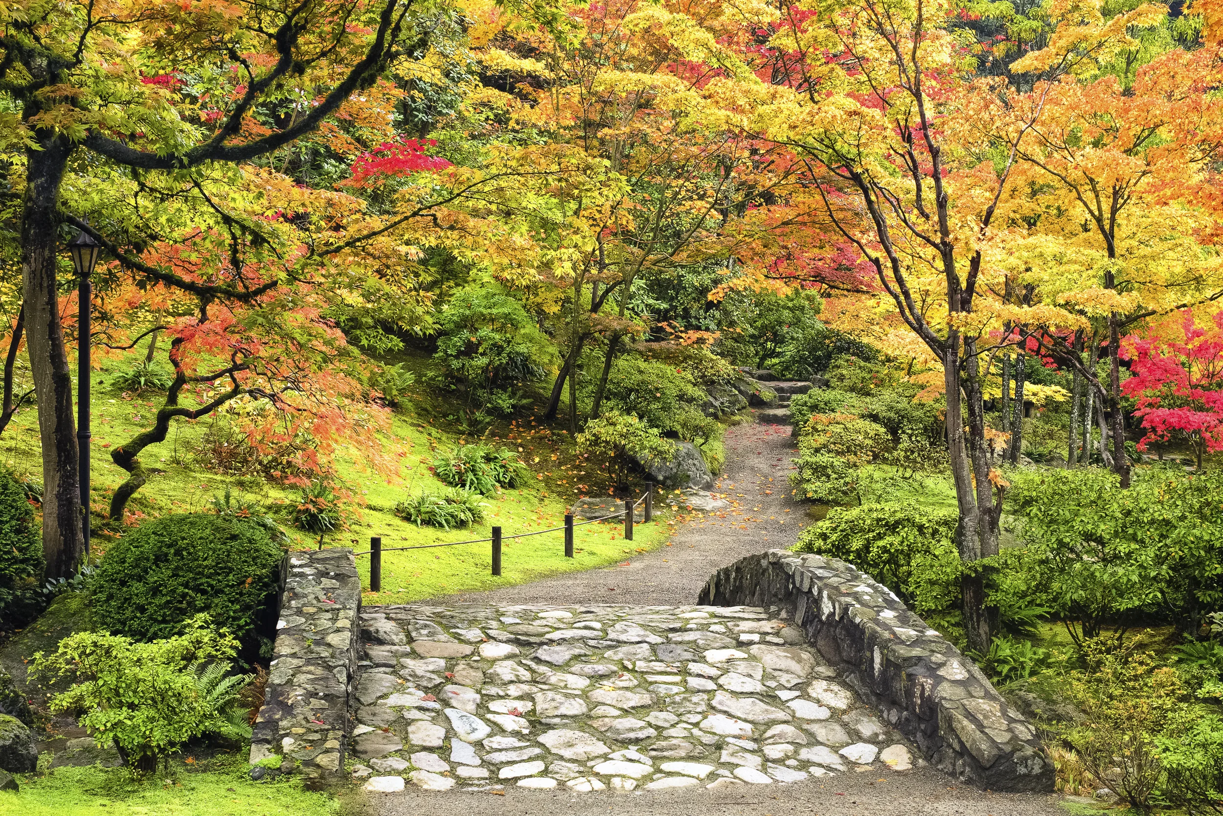 The Vibrant Path-wp.jpg