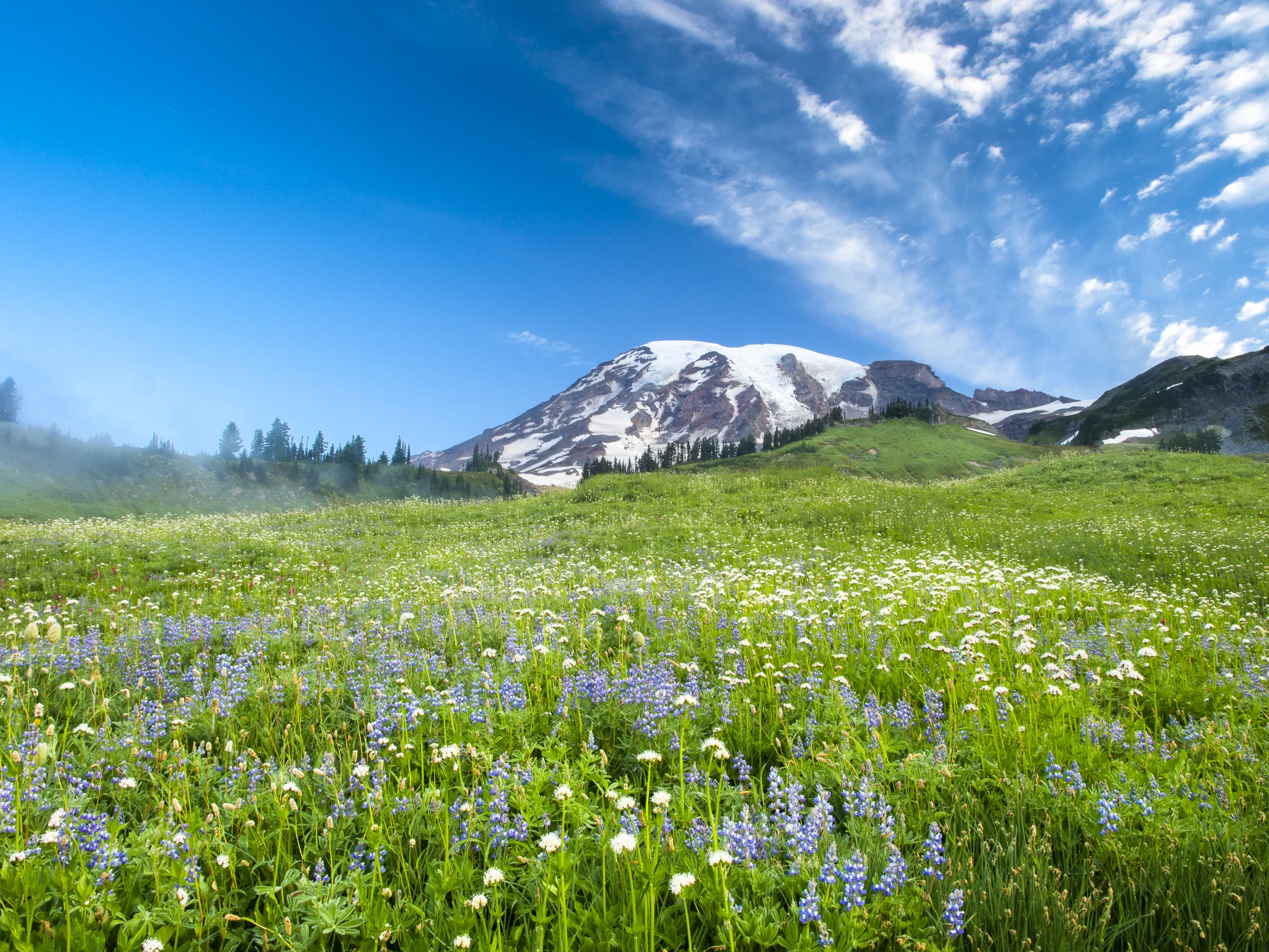 Wildflowers on Mt. Rainier-wp.jpg