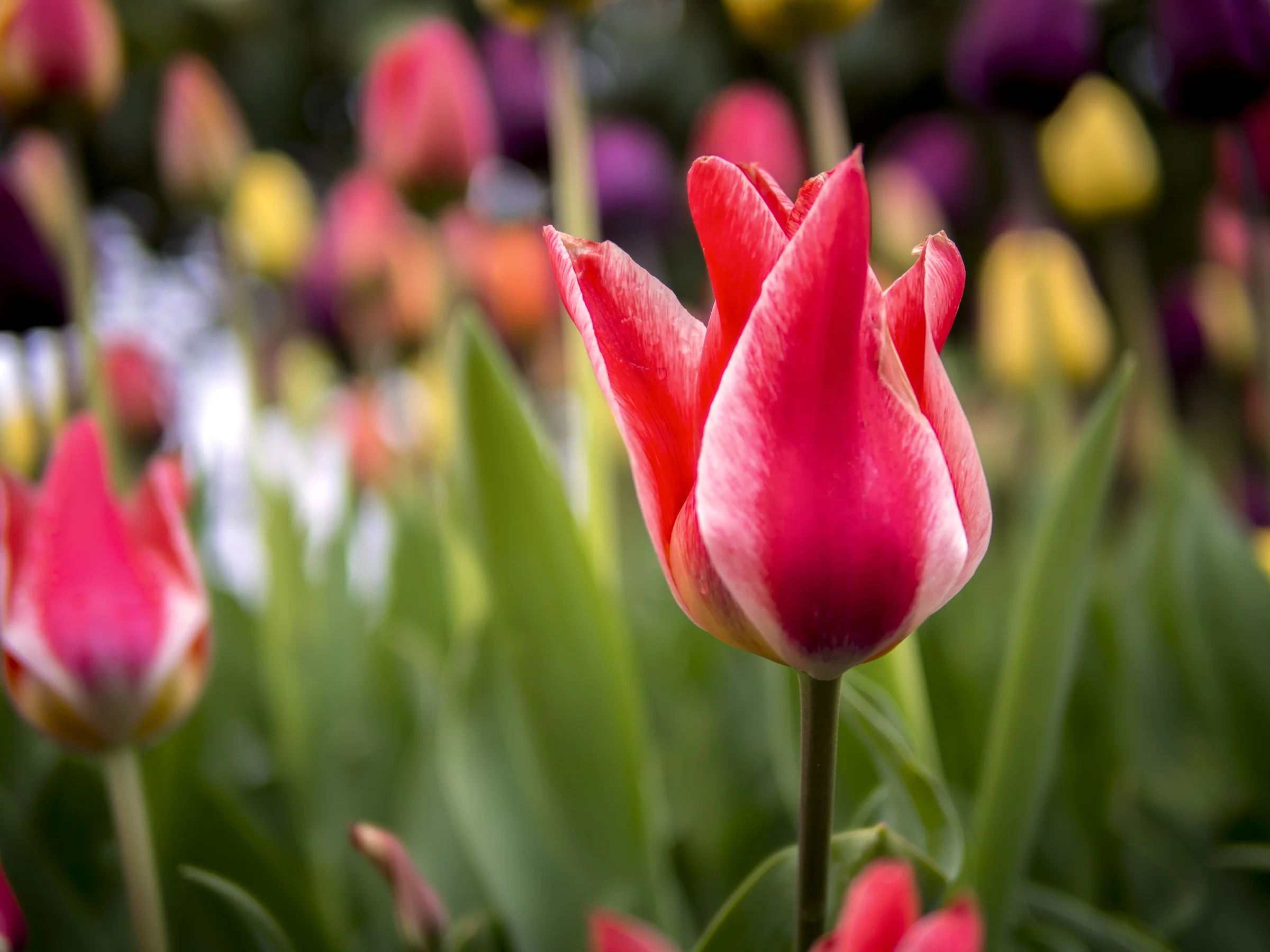 Tulips-wp.jpg