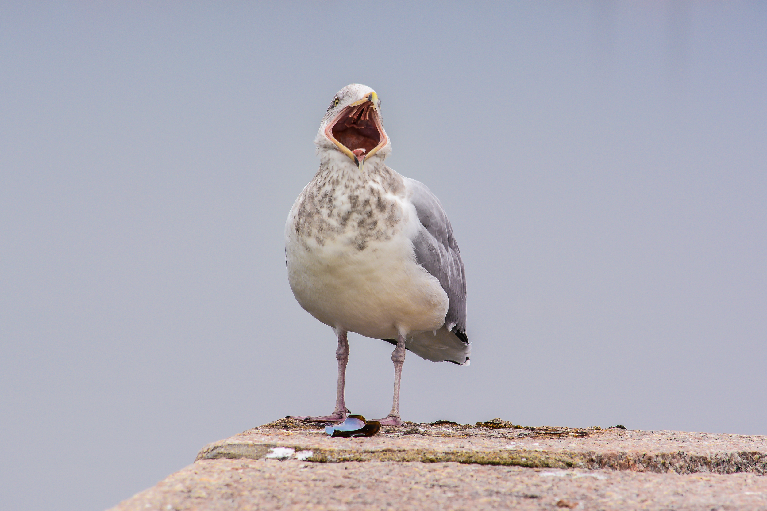 Castle Island Birds for print-9.jpg