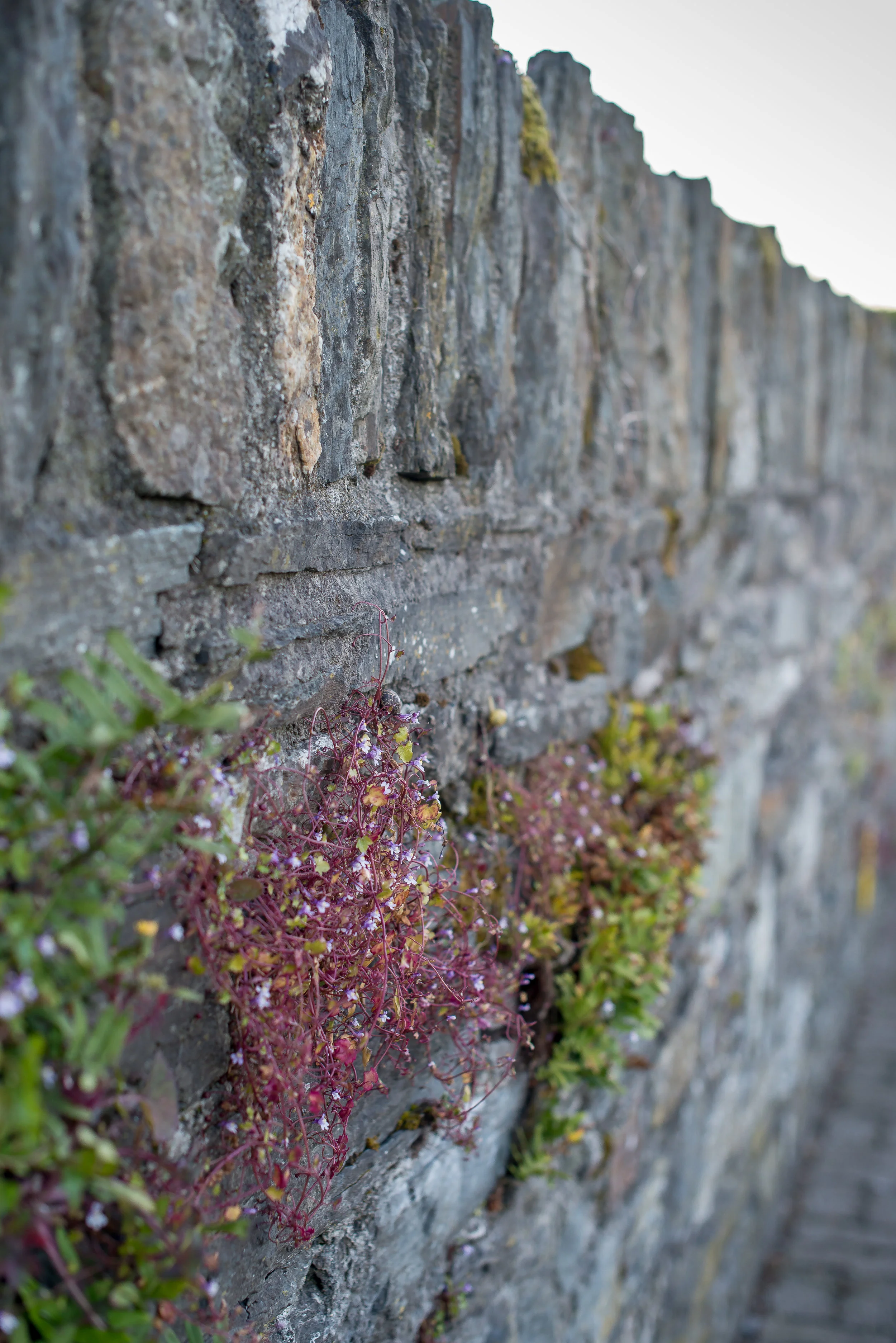IrelandMay2017-33.jpg