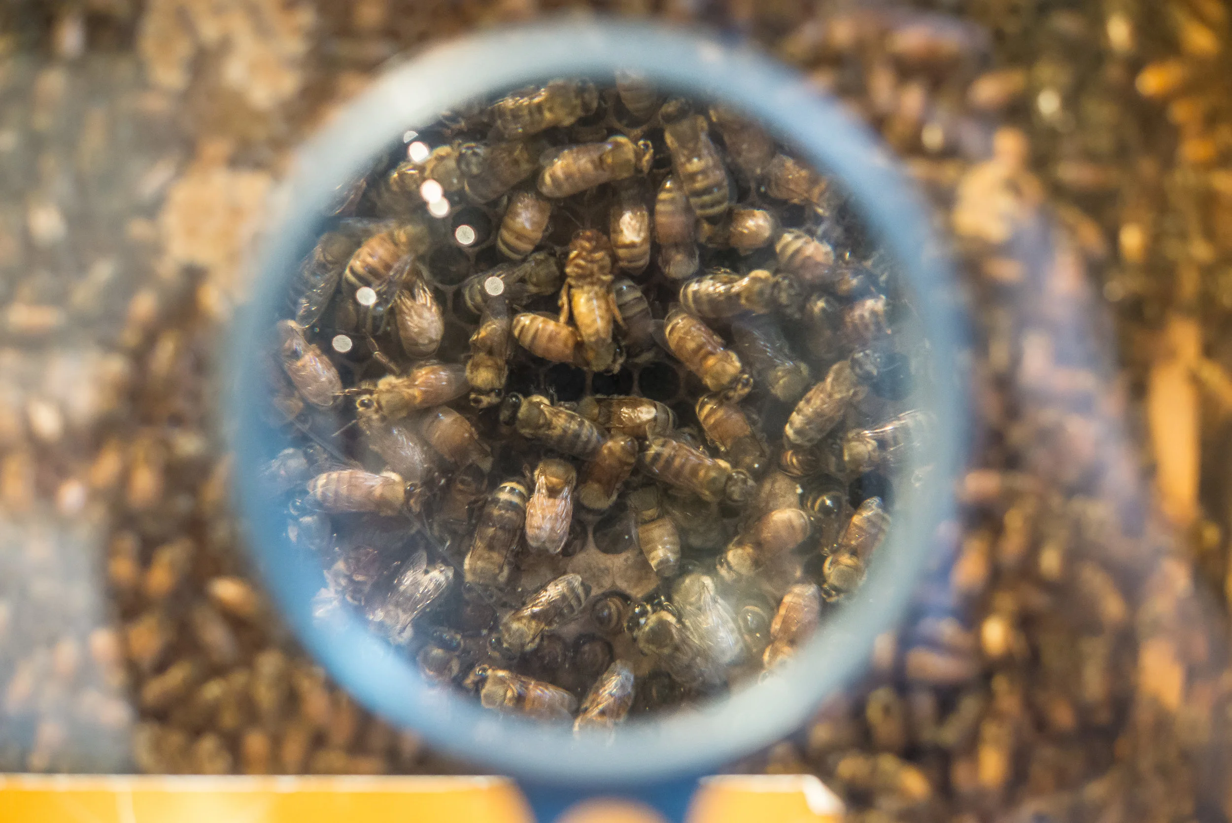 bees-1.jpg