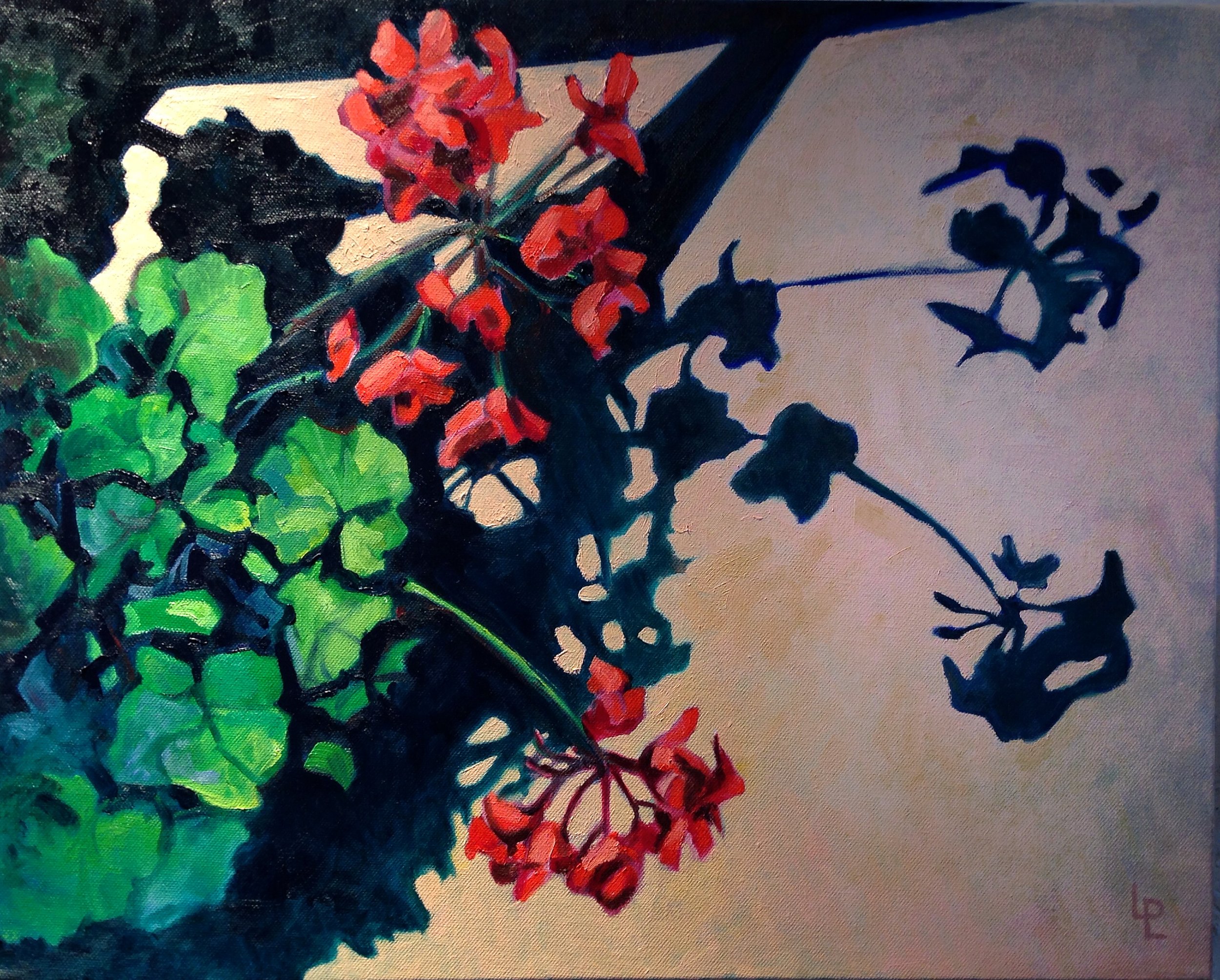 Geraniums
