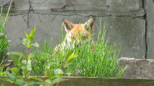 Mr Fox on Chicken Patrol