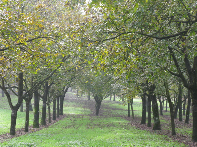 Walnut groves