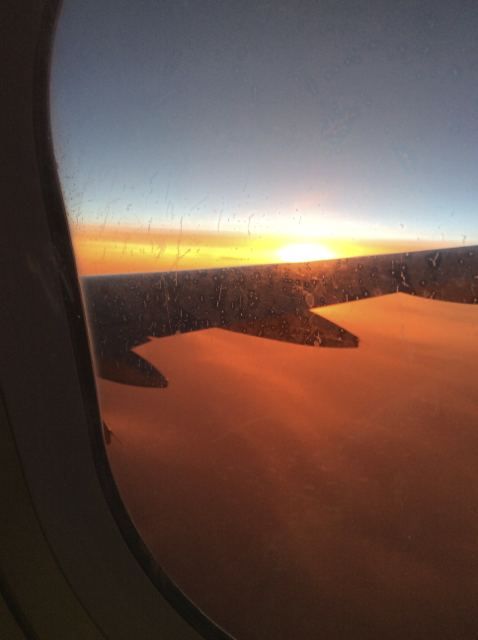 Searching out the sun