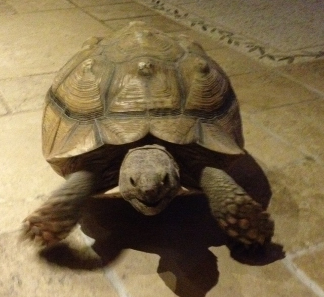 Don't be fooled by the shell, Mrs Beethoven's a speed machine