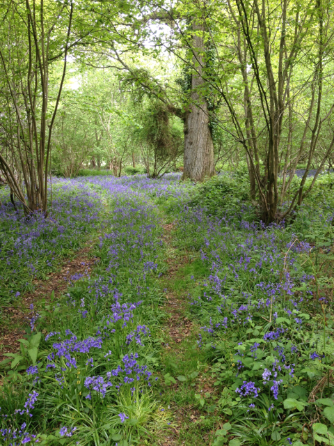  A break from cooking and eating - gorgeous spring flowers down the garden path.