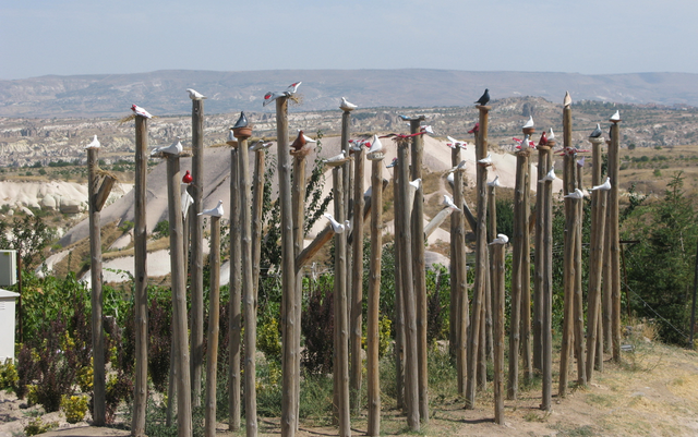 The pigeons of Pigeon Valley