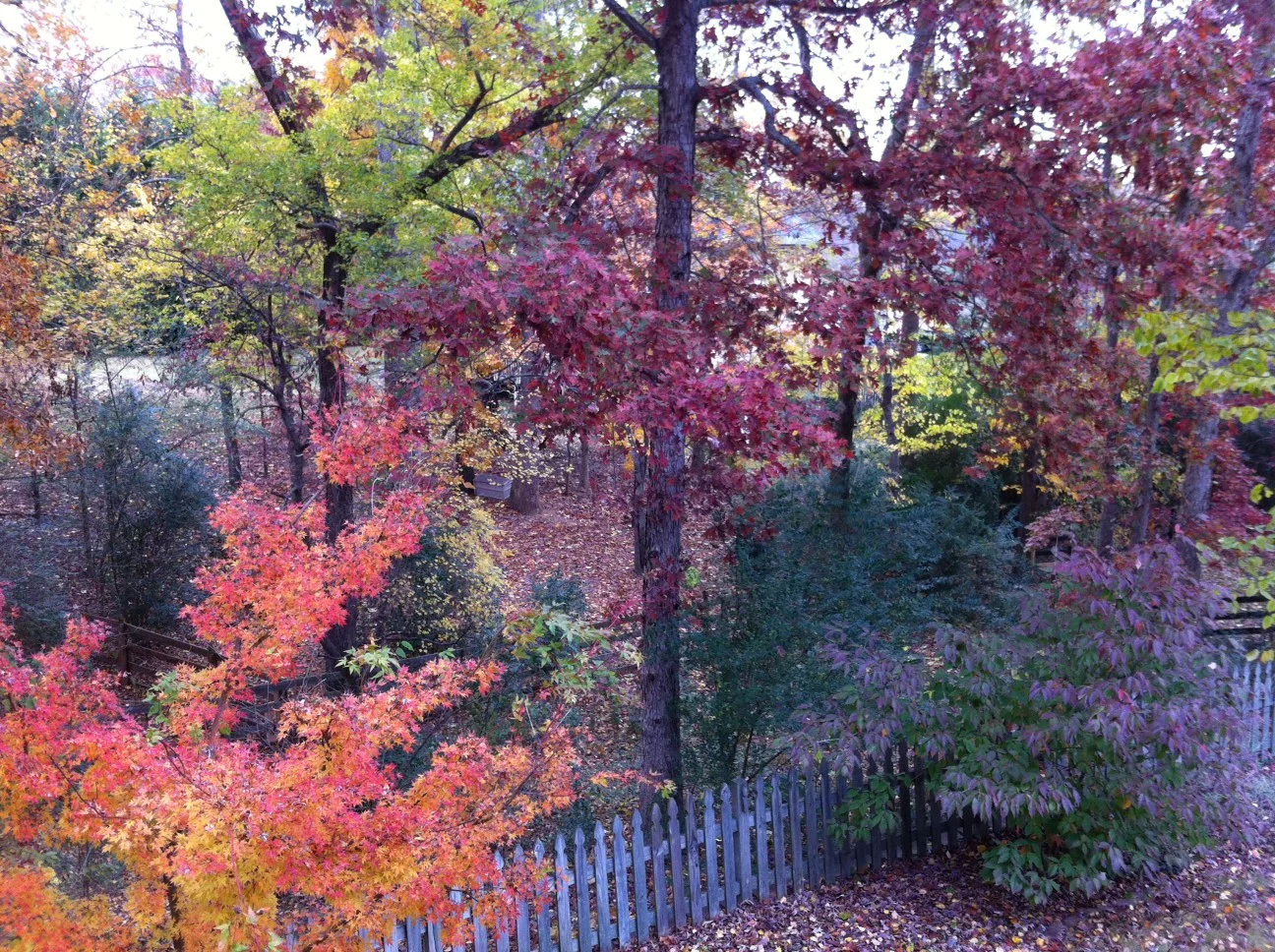 Backyard November 2013