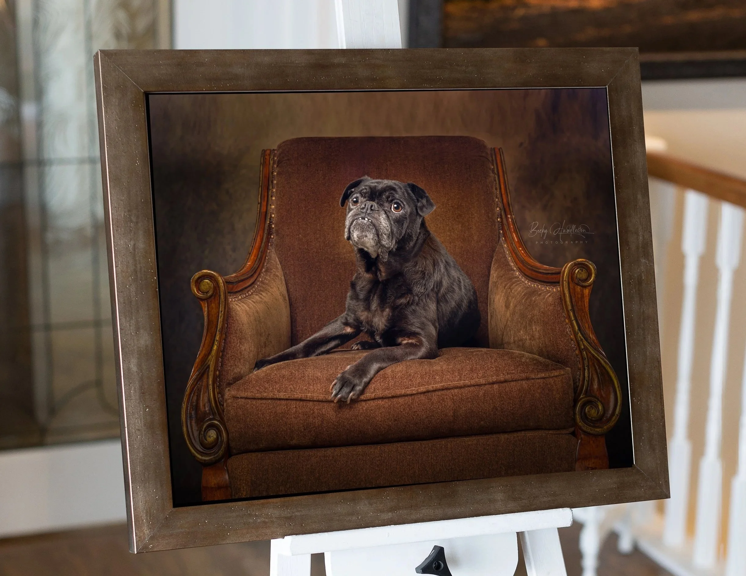 Elder Pug Dog in Framed Studio Portrait