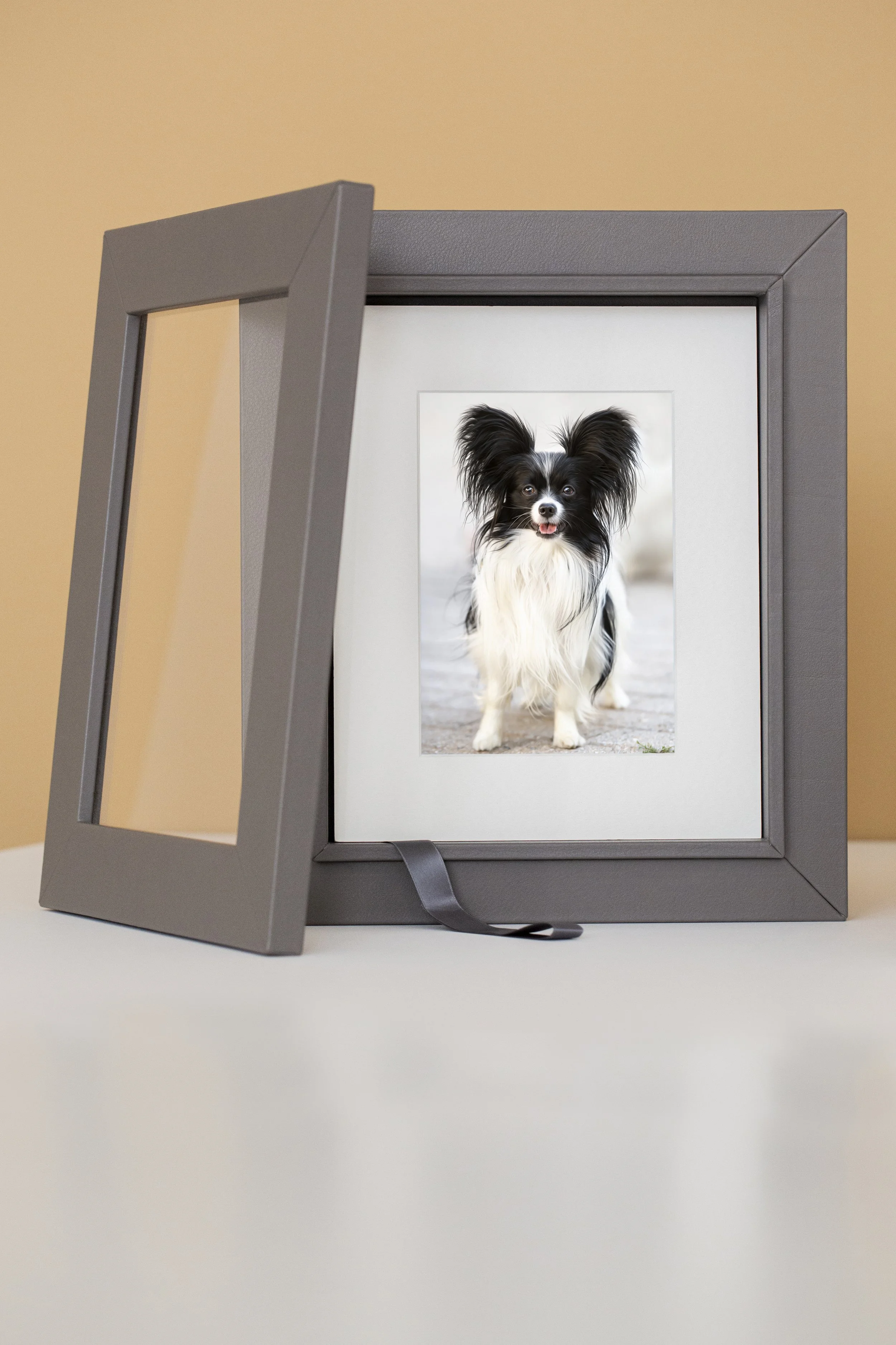 black & white dog image in portfolio box
