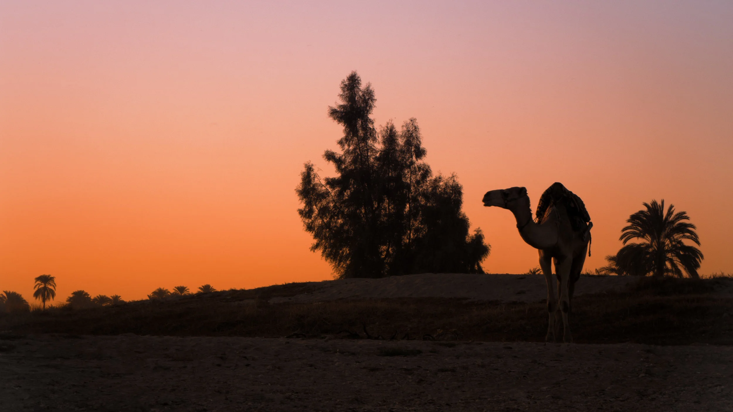 25 Dec, 2010 / Cairo